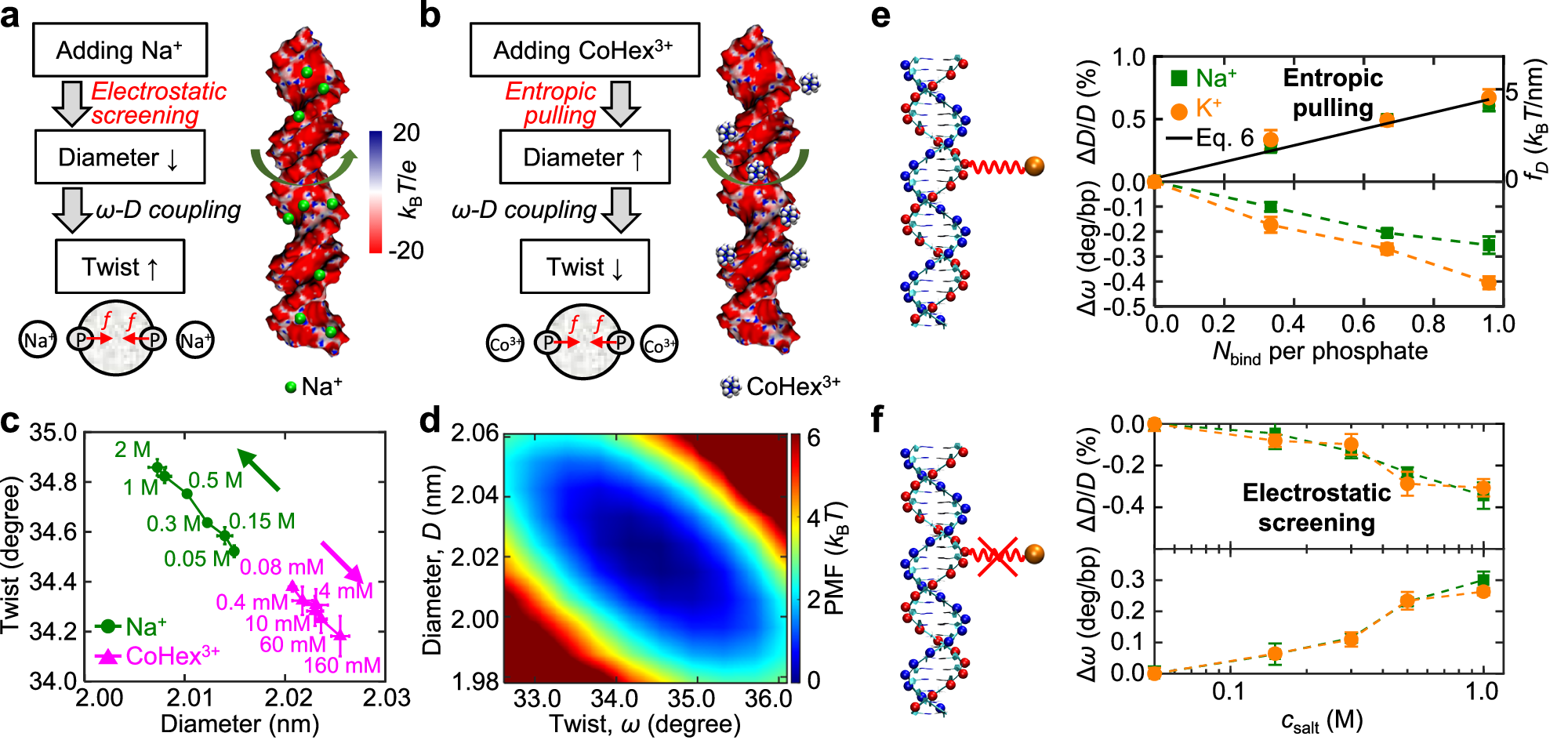Fig. 4: Mechanisms for DNA diameter and twist changes.