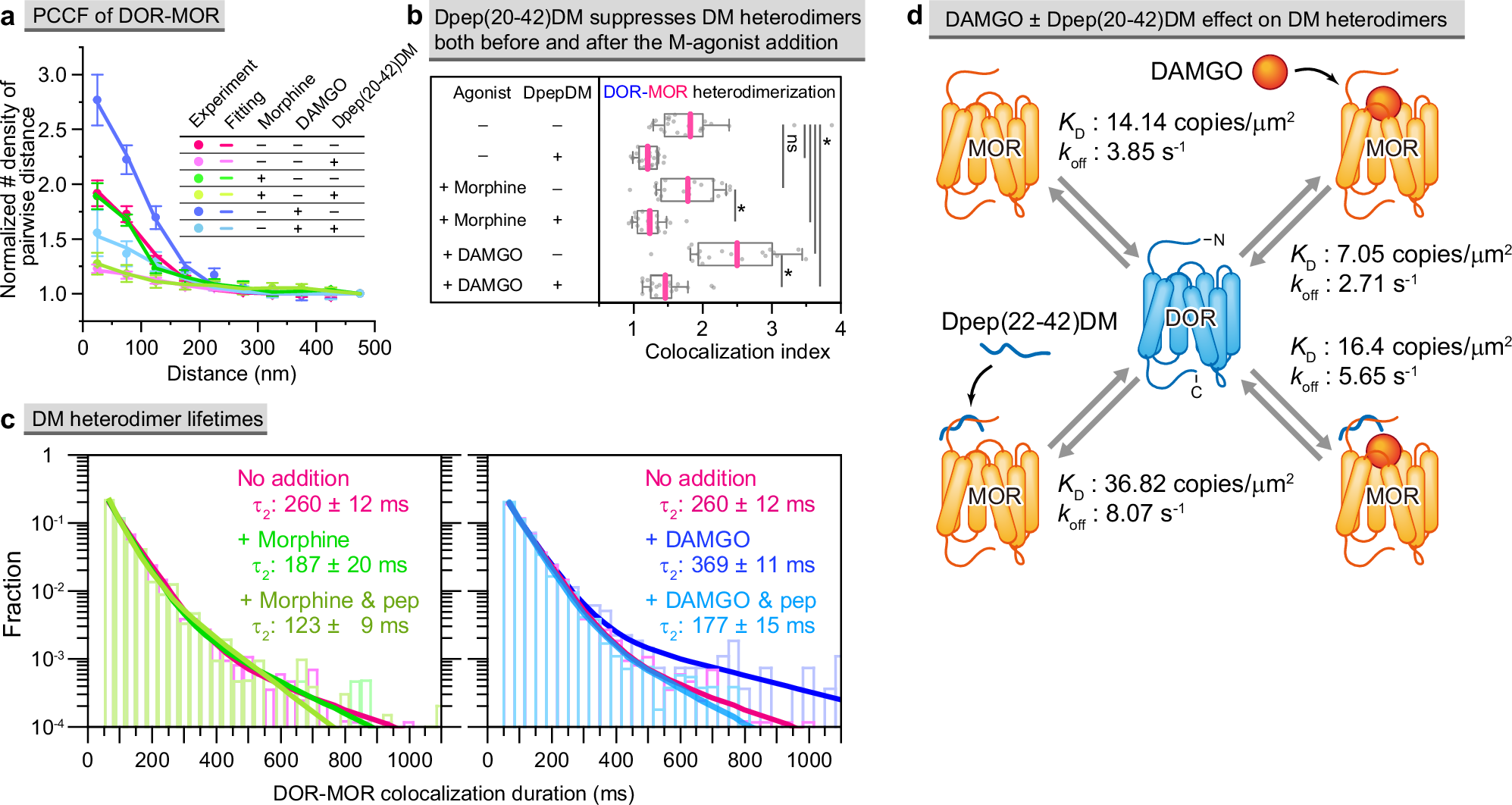 Fig. 6: Effects of M-agonists, morphine and DAMGO, on DM heterodimerization, and of Dpep(20-42)DM on DM heterodimerization, in the presence of M-agonists.