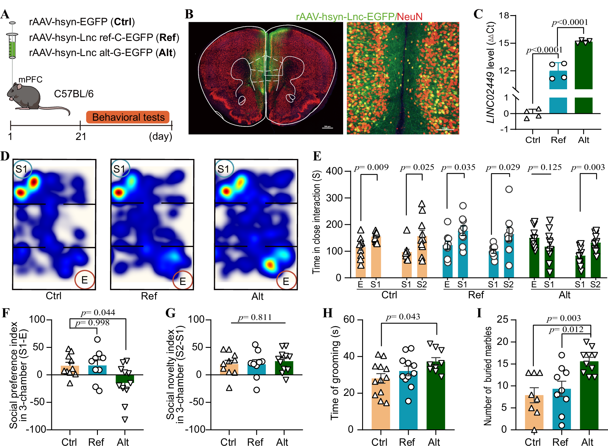 Fig. 2: Behavioral experiment results in mice overexpressing lncRNA LINC02449.