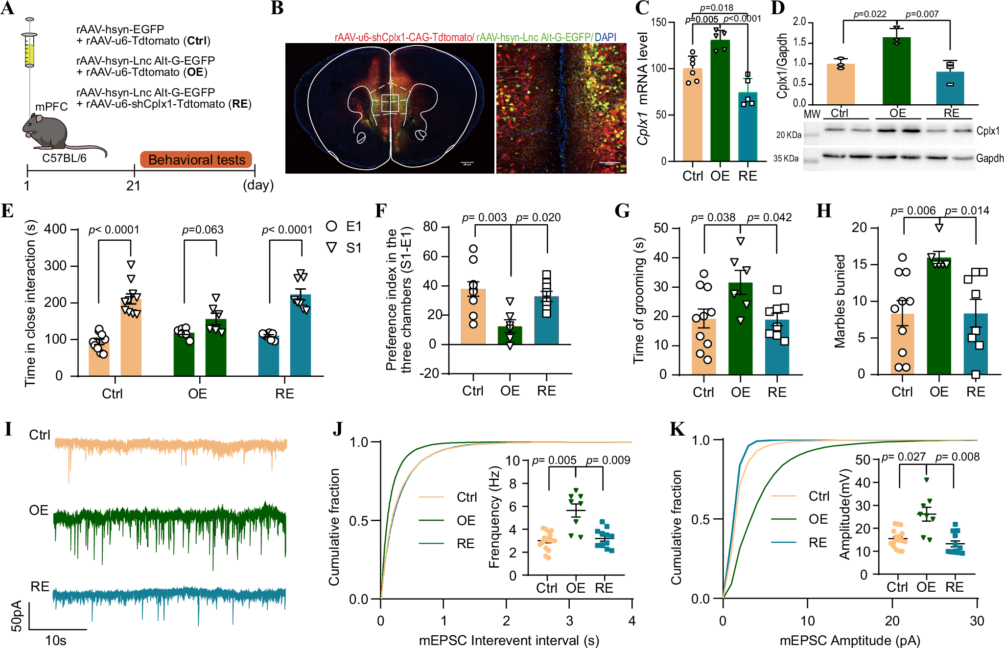 Fig. 7: Knockdown of Cplx1 expression ameliorates behavioral and synaptic deficits induced by the gain of LINC02449 alternative G allele in mice.