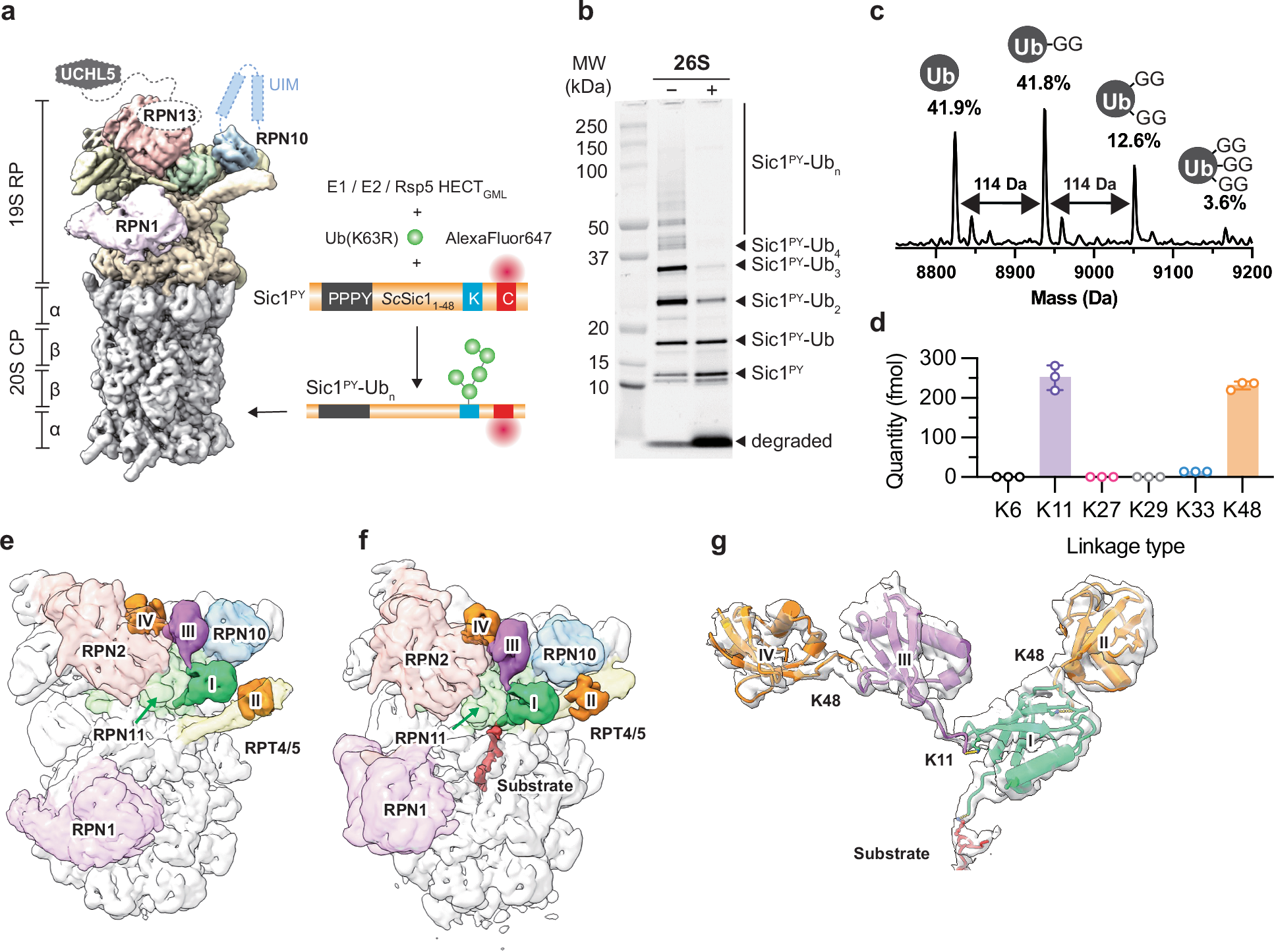 Fig. 1: Reconstitution and cryo-EM analysis of the human 26S proteasome in complex with a K11/K48-branched Ub chain-modified Sic1PY.