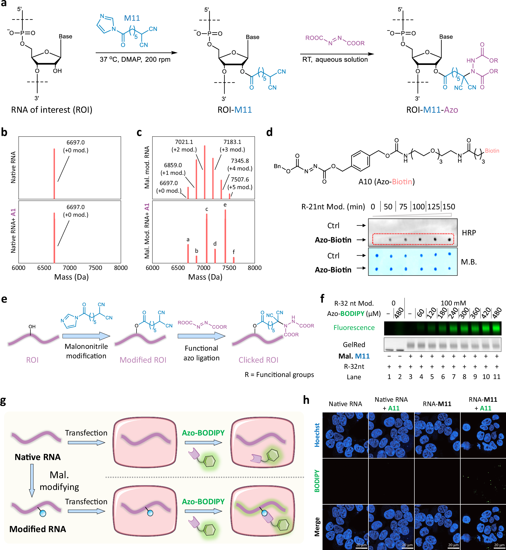 Fig. 2: Applying the MAAD reaction to RNA.