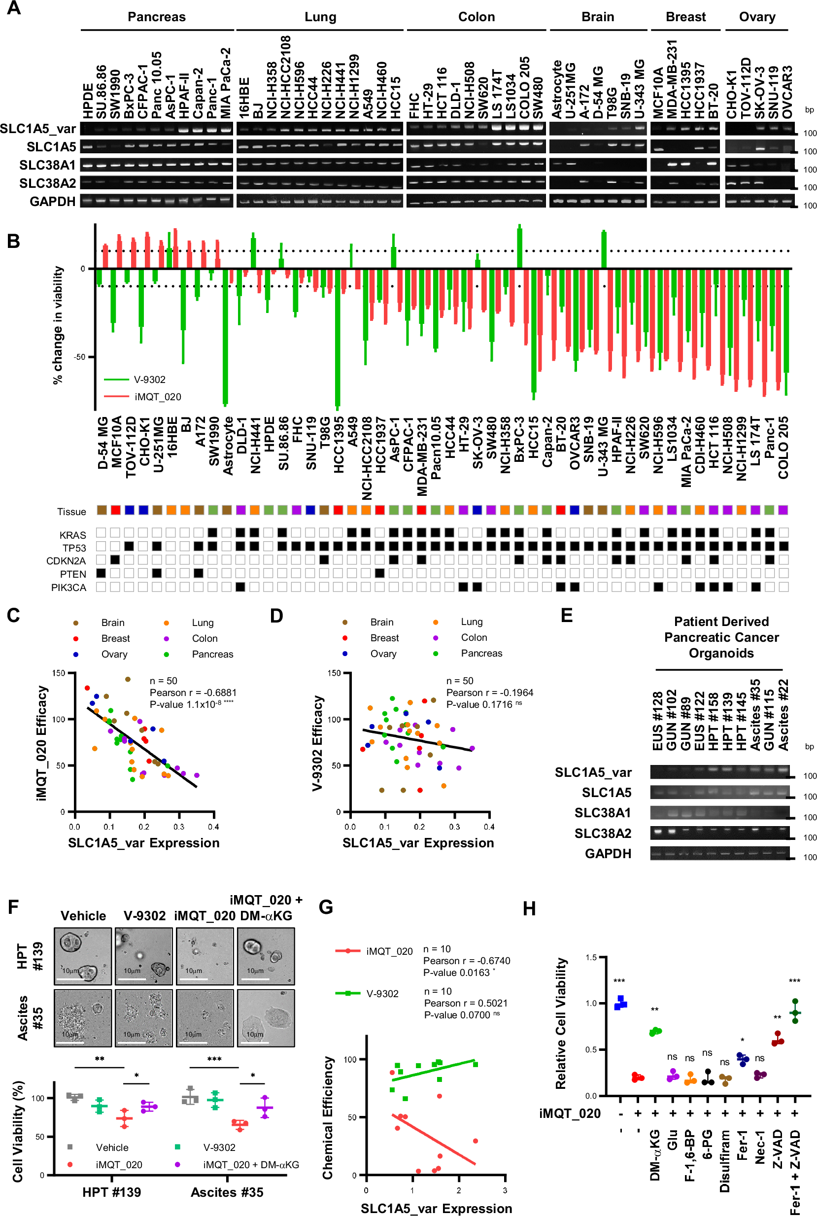 Fig. 4: Inhibition of mitochondrial SLC1A5_var leads to pancreatic cancer cell death in vitro.