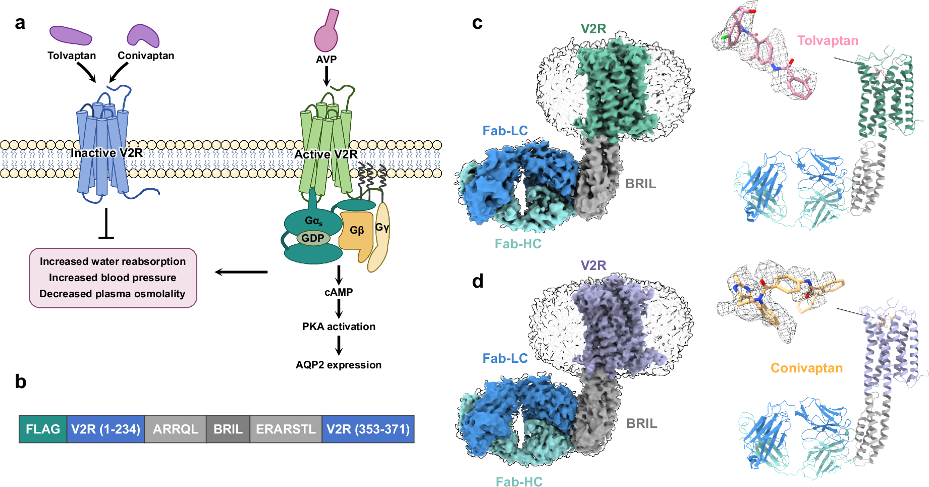 Fig. 1: Cryo-EM structures of V2R bound to tolvaptan and conivaptan.