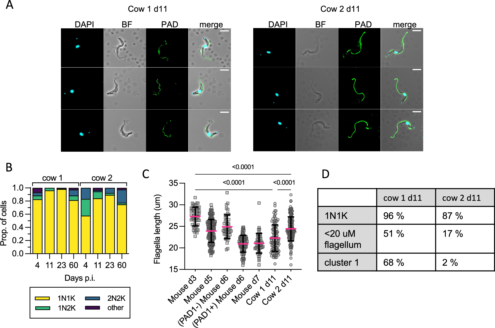 Fig. 4: Cell morphology of cattle derived bloodstream form T. b. brucei.