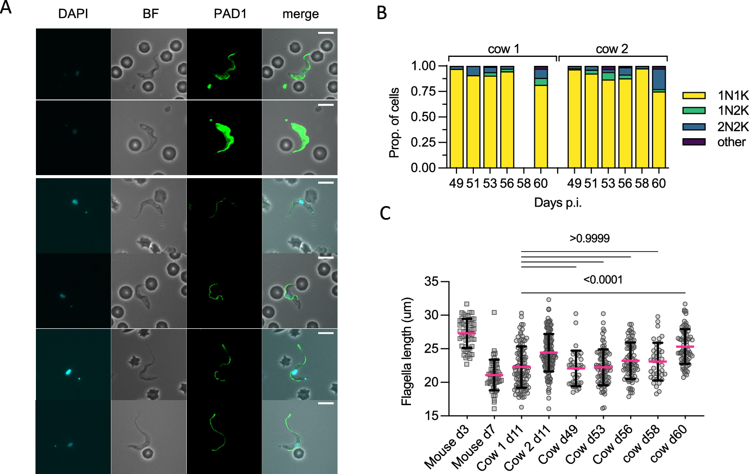 Fig. 5: Chronic stage parasites have a morphology consistent with differentiation.