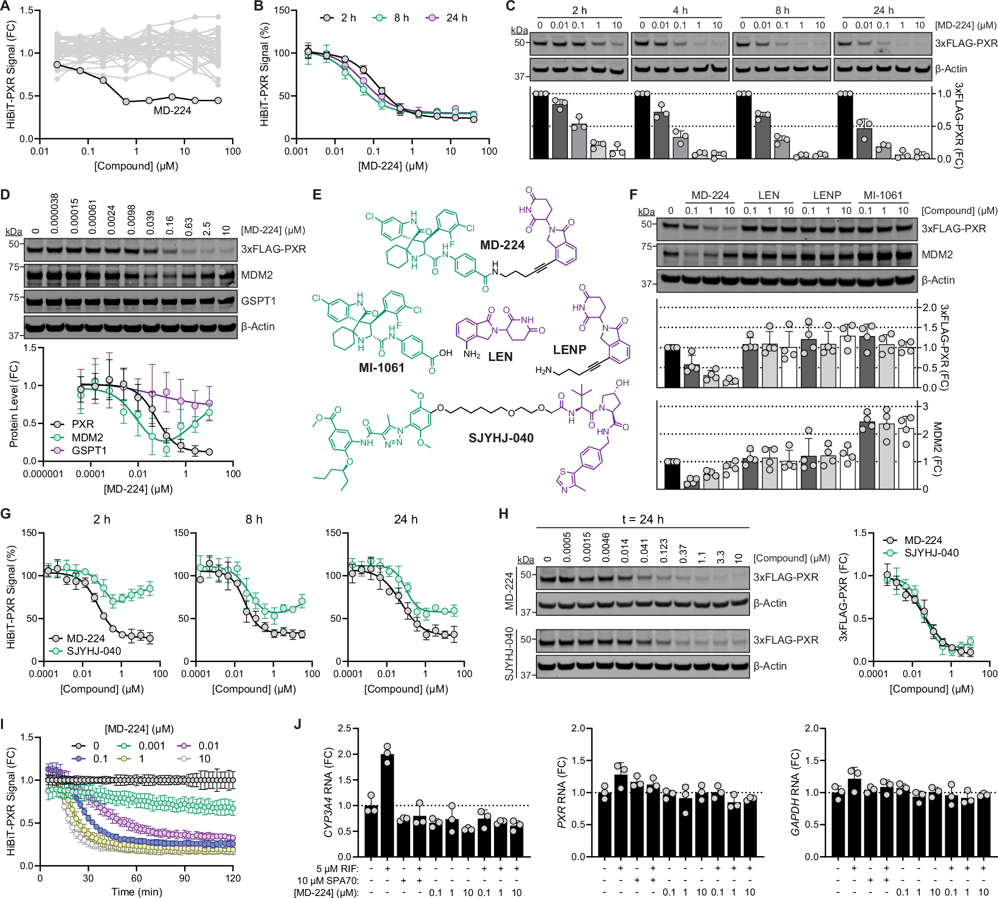 Fig. 1: MD-224 reduces PXR protein and transcriptional activity.