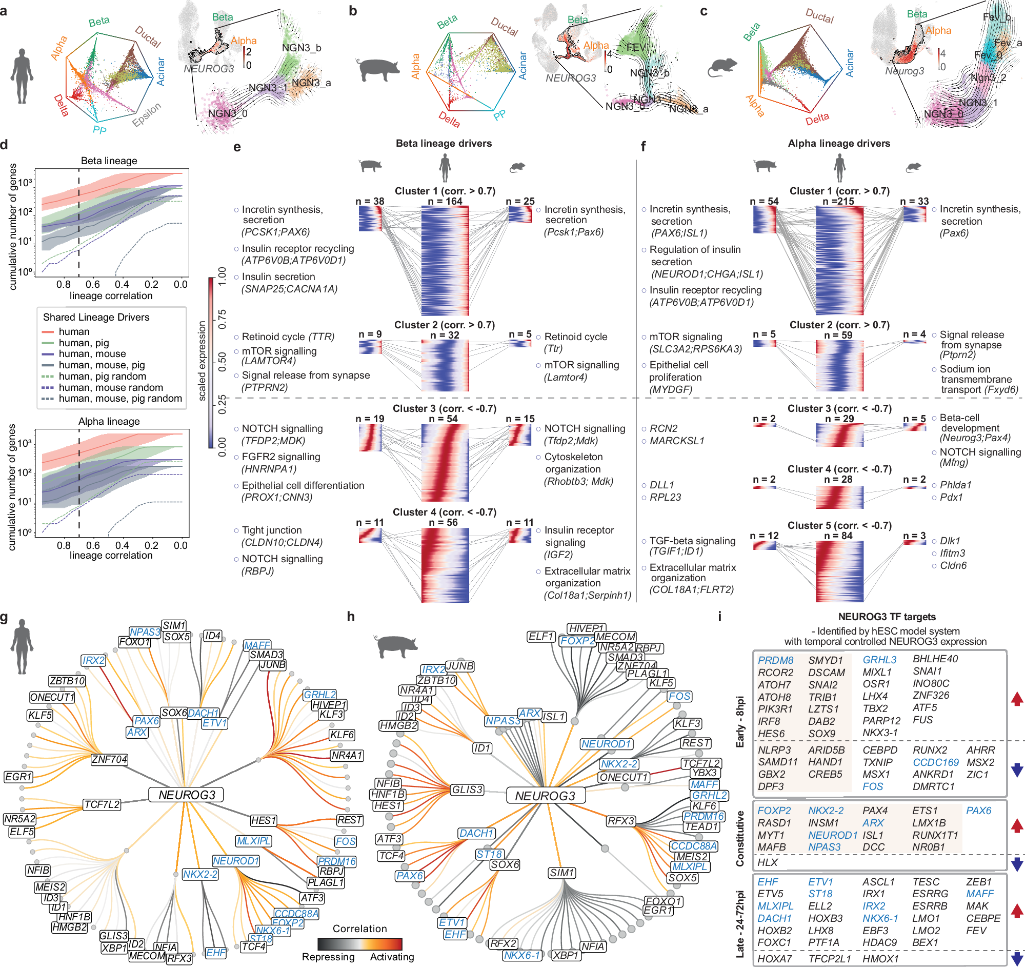 Fig. 3: Pig-human conserved endocrine fate allocation.