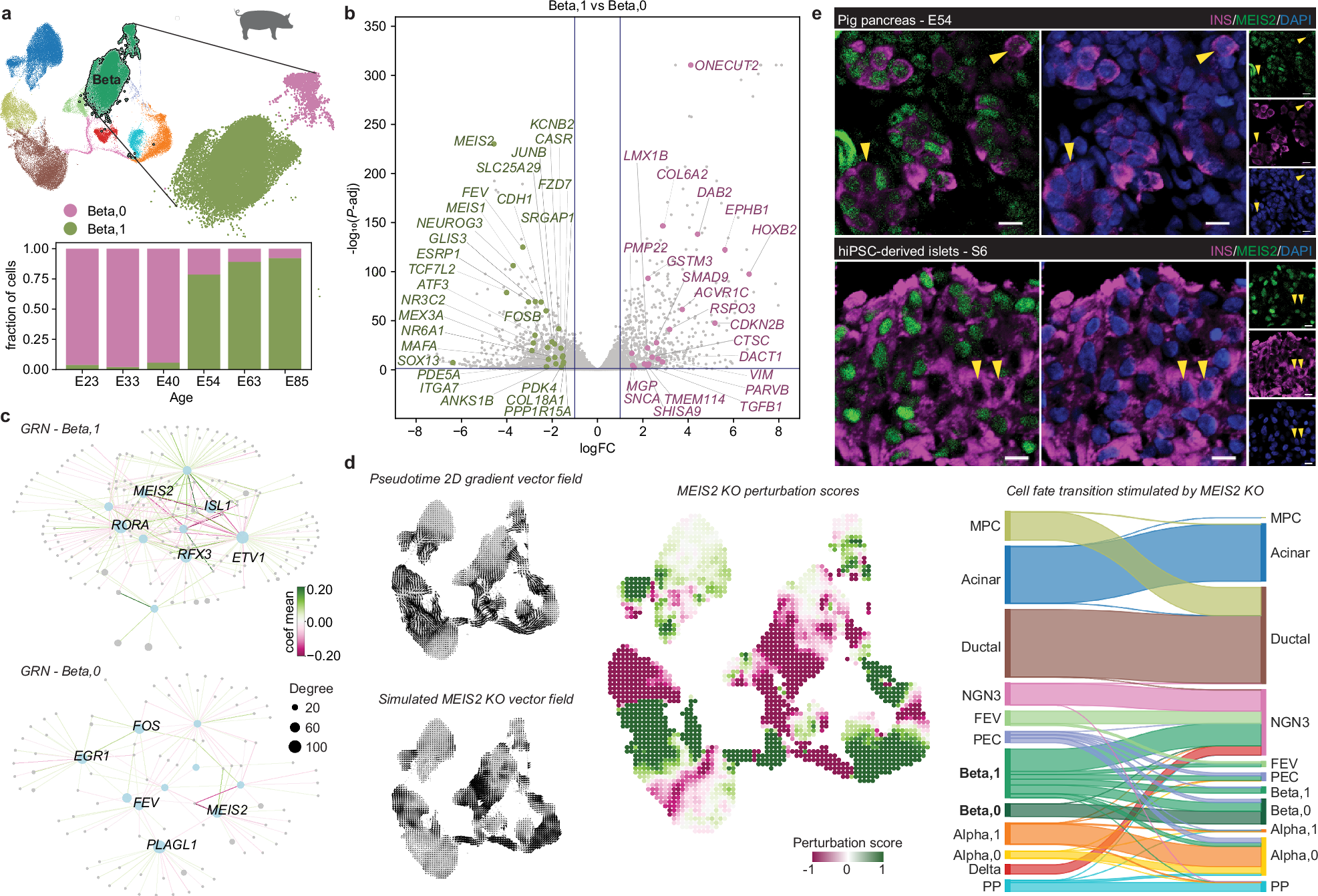 Fig. 4: Beta cell heterogeneity arises during pancreas development.