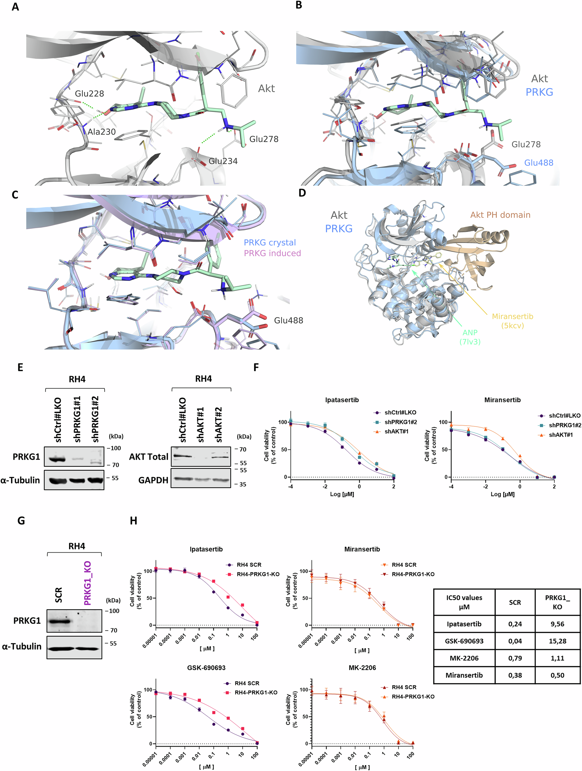 Fig. 3: Functional validation and structural basis of dual AKT and PRKG1 inhibition by ipatasertib.