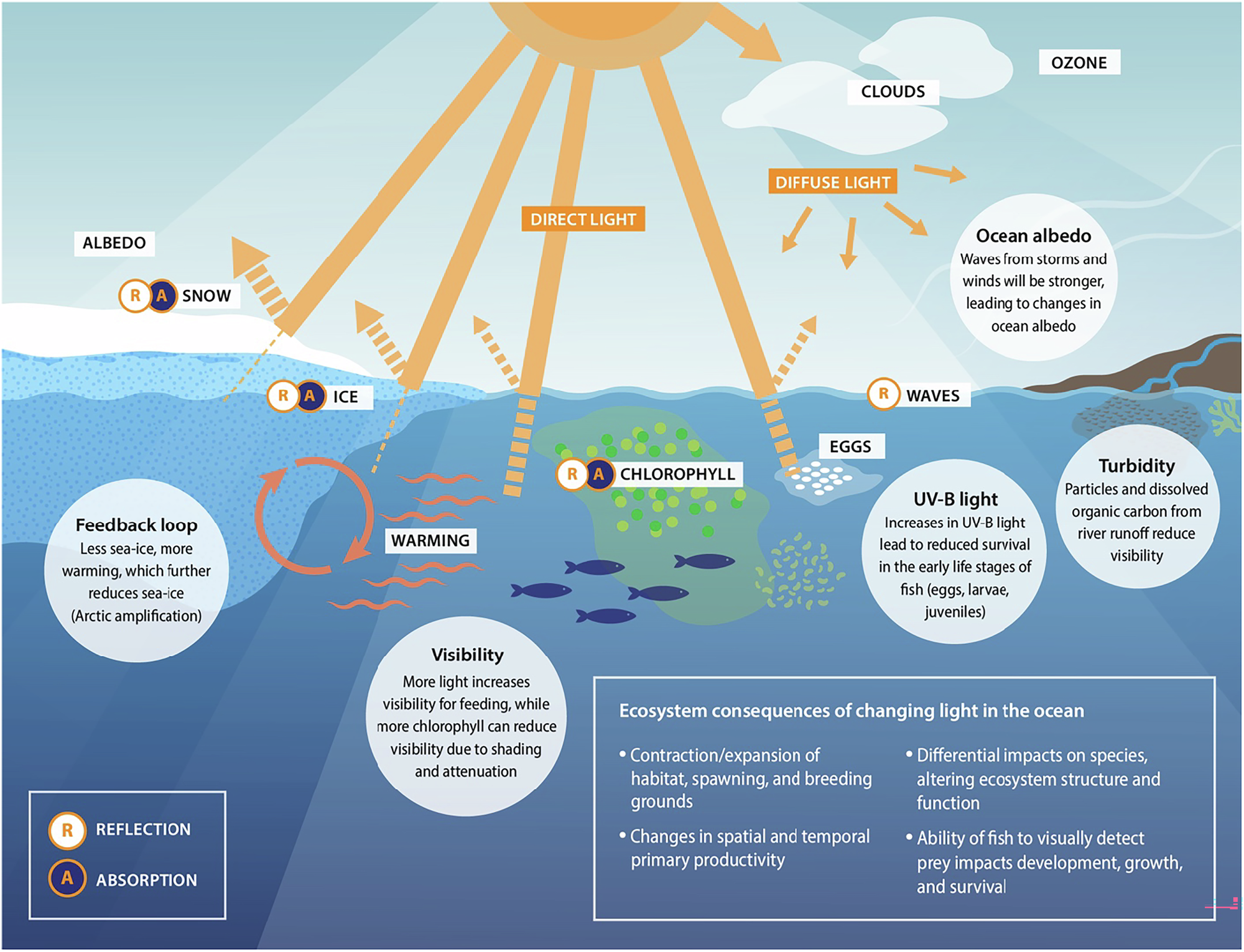 Climate change impacts on ocean light in Arctic ecosystems 