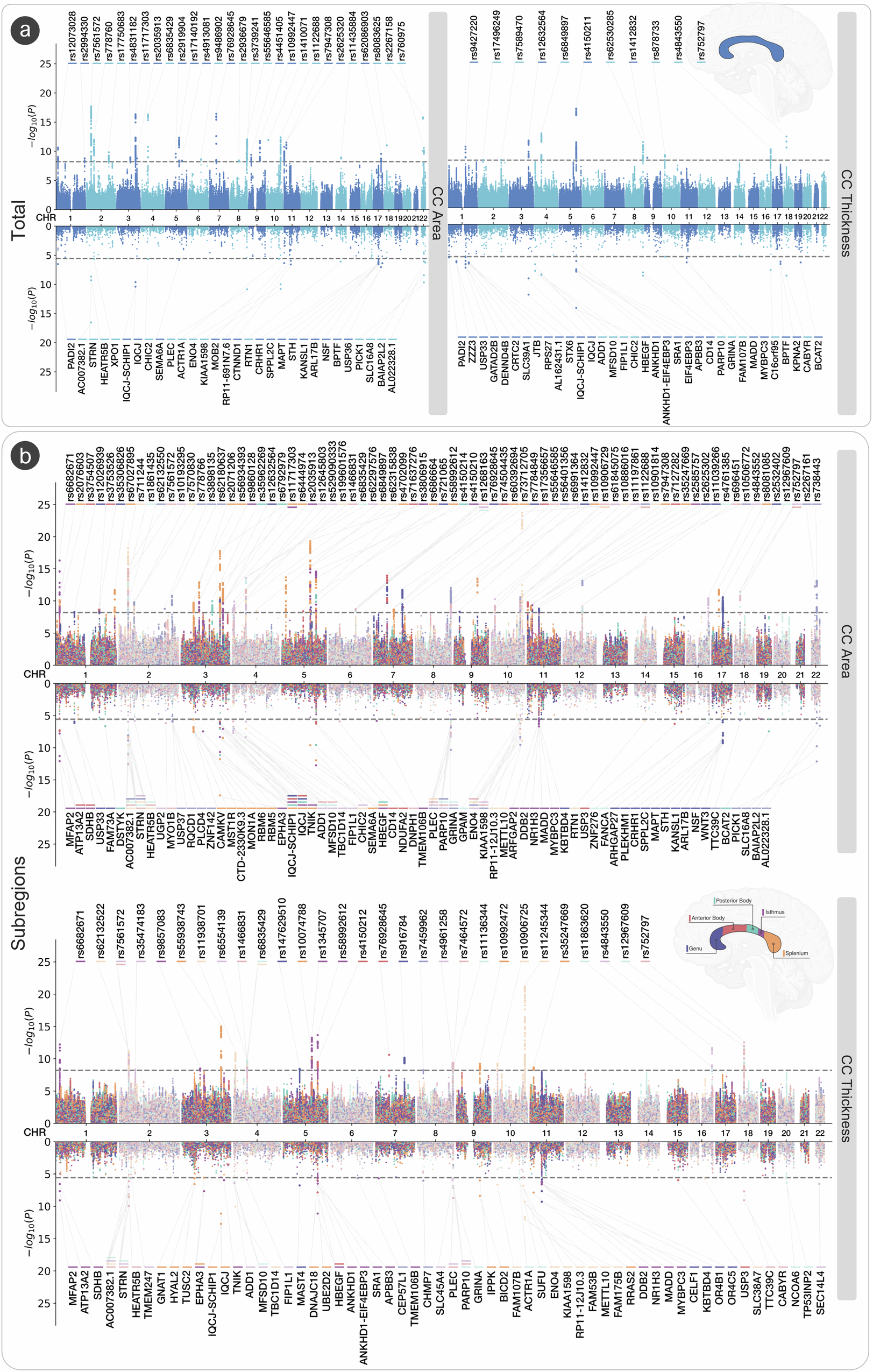 Fig. 2: GWAS meta-analysis of midsagittal corpus callosum area and thickness.
