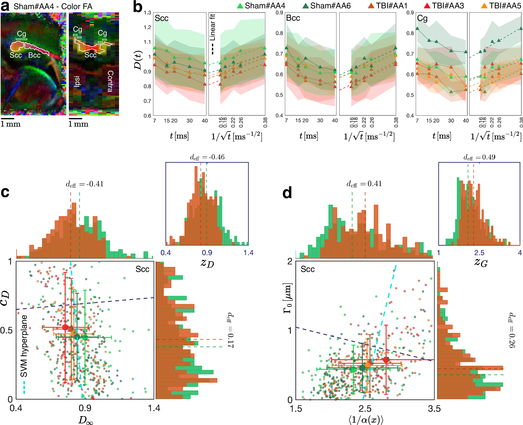 Fig. 4: Effect of mild TBI on ex vivo dMRI and axon morphology in ipsilateral major white matter tracts of male rat.