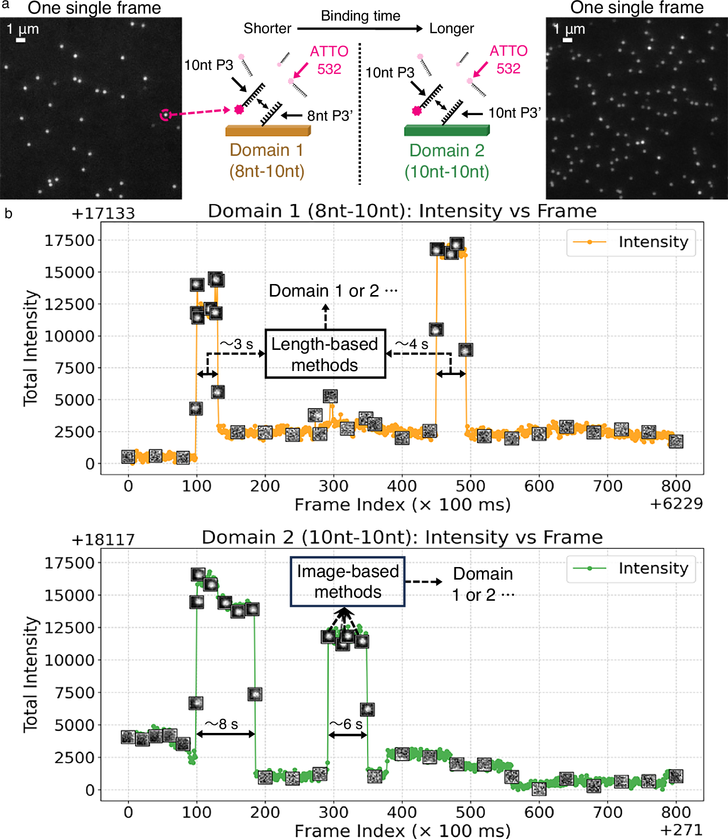 Fig. 1: An example of raw images and time courses from the DNA-PAINT experiments used in this study.