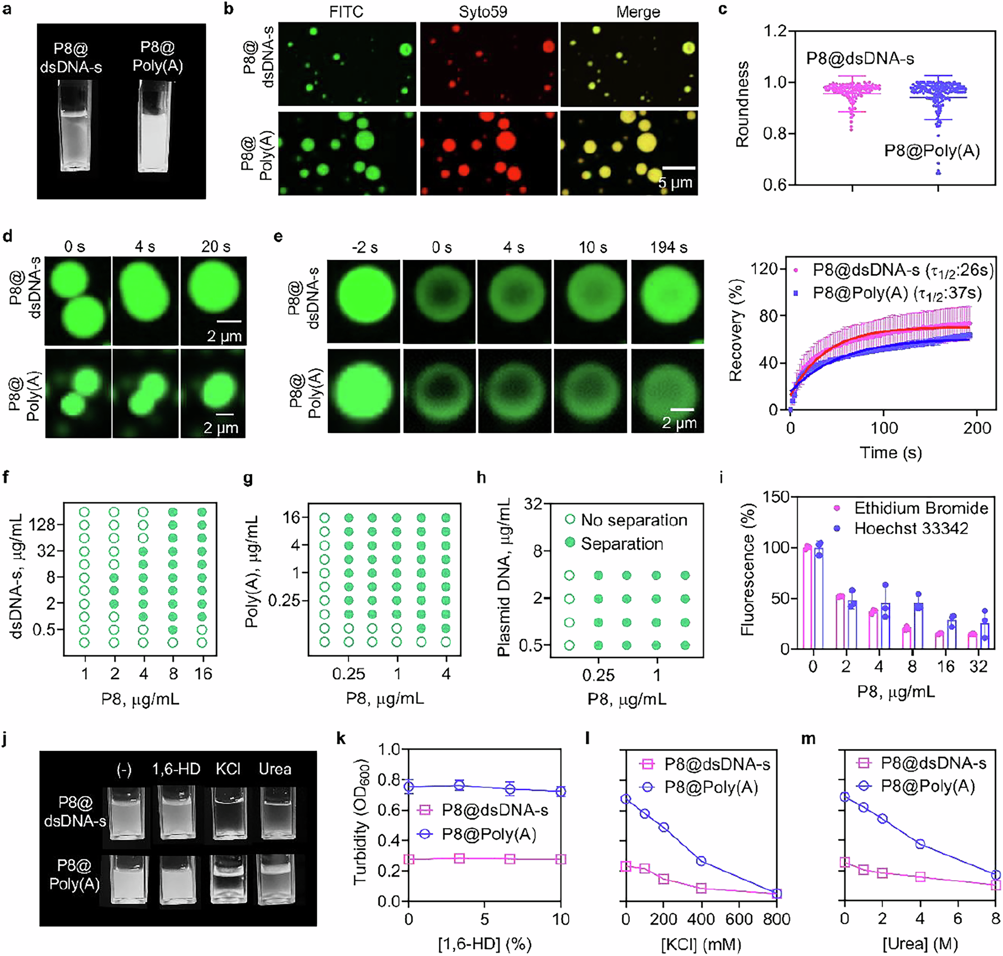 Fig. 2: P8-induced liquid-liquid phase separation of nucleic acid in vitro.