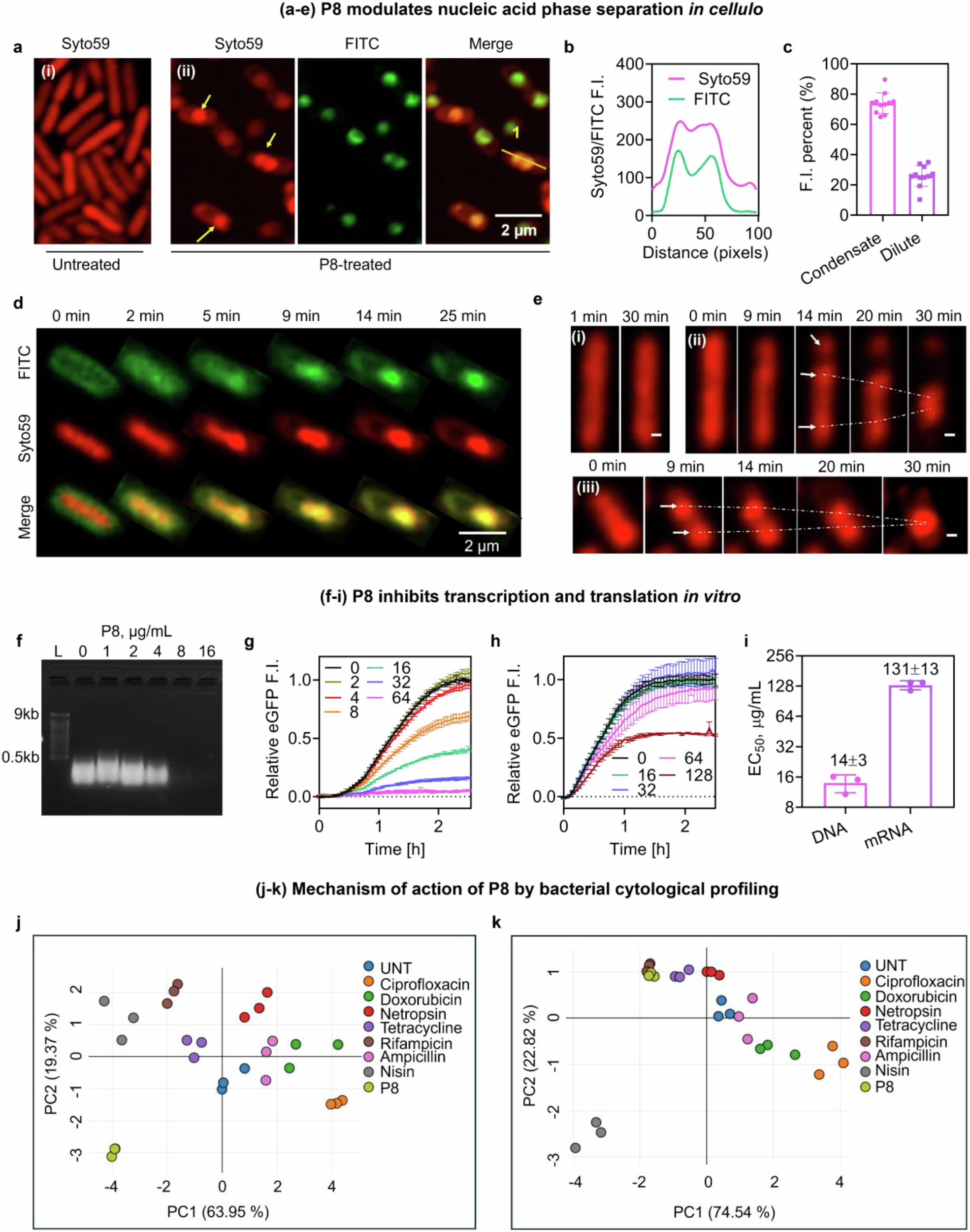 Fig. 3: P8 forms intracellular condensates with nucleic acid and inhibits transcription and translation.