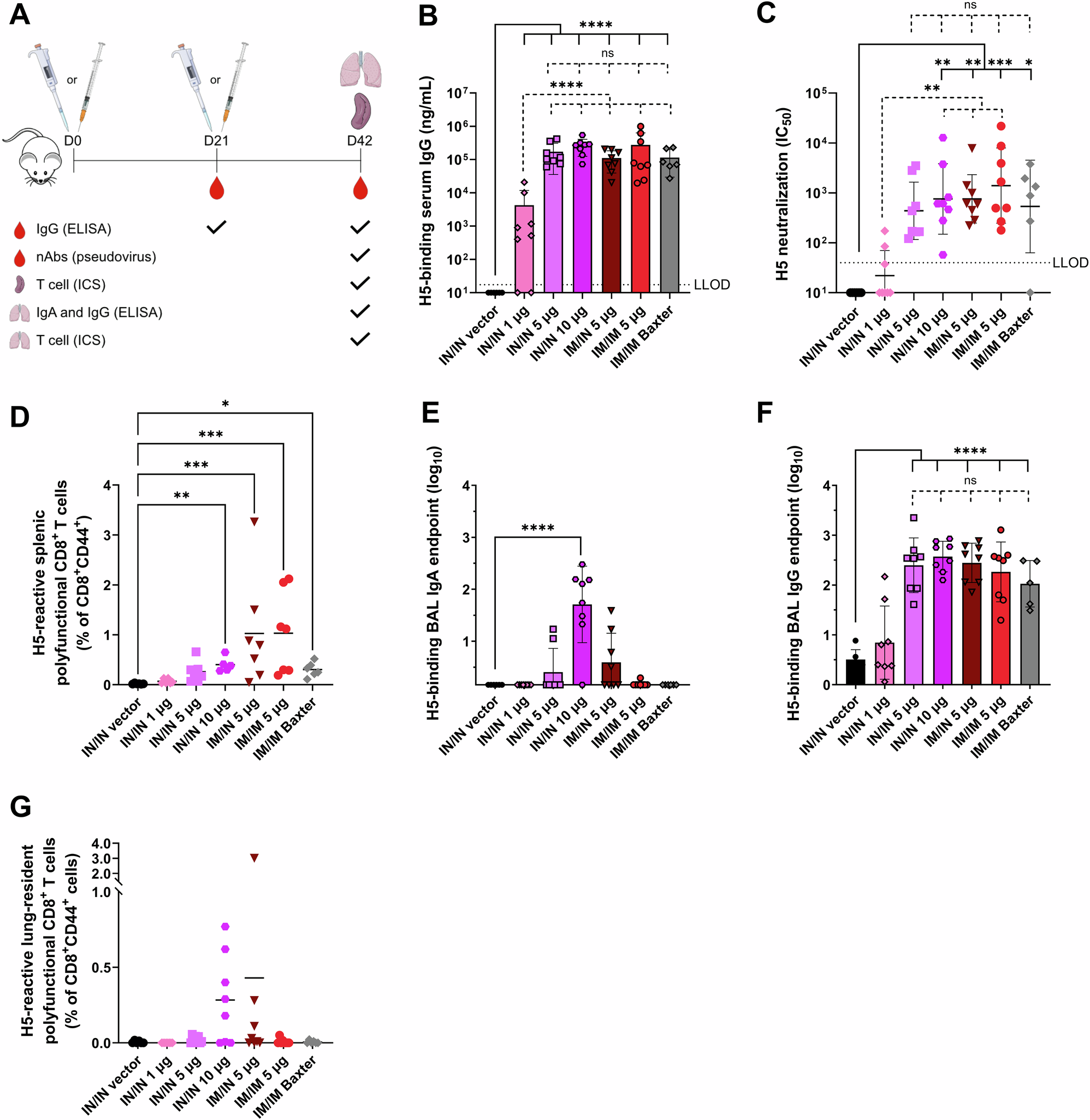 Fig. 1: Intranasal administration of monovalent H5 replicon-NLC establishes systemic and mucosal immune responses in mice.