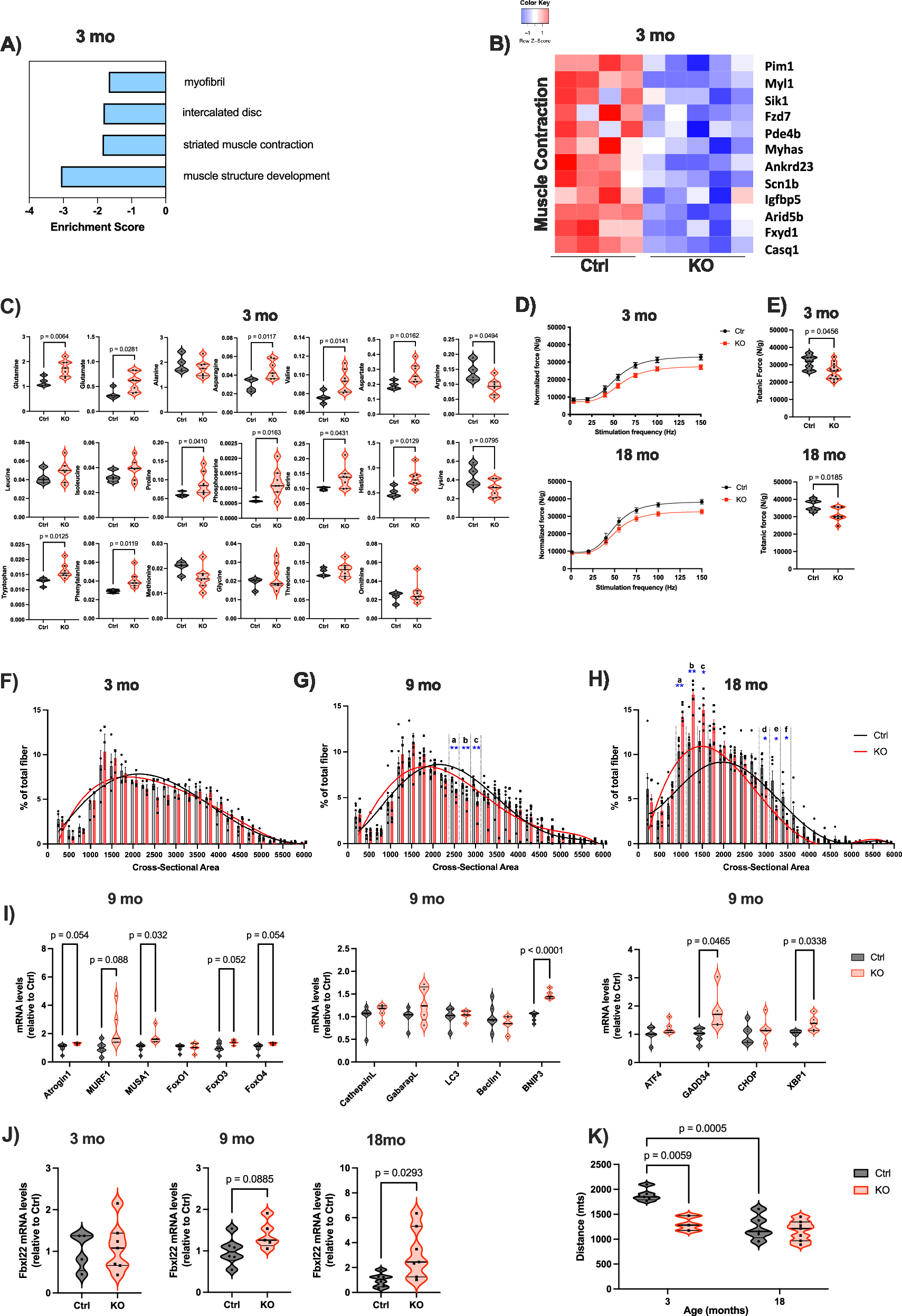 Fig. 5: Pex5 deletion in skeletal muscle results in early-onset muscle weakness, preceding muscle atrophy.
