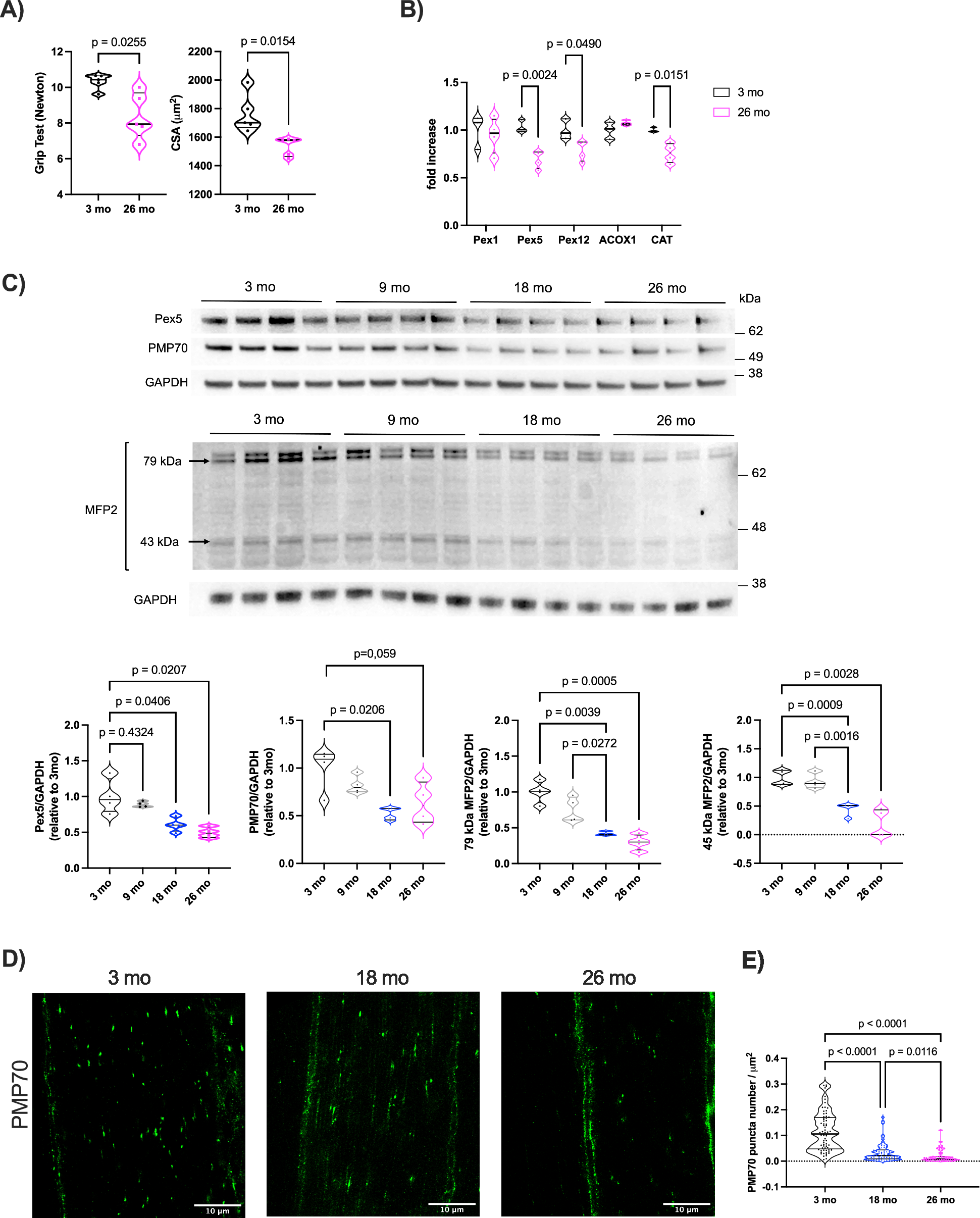 Fig. 8: Progressive age-dependent alterations in peroxisomal content and size.