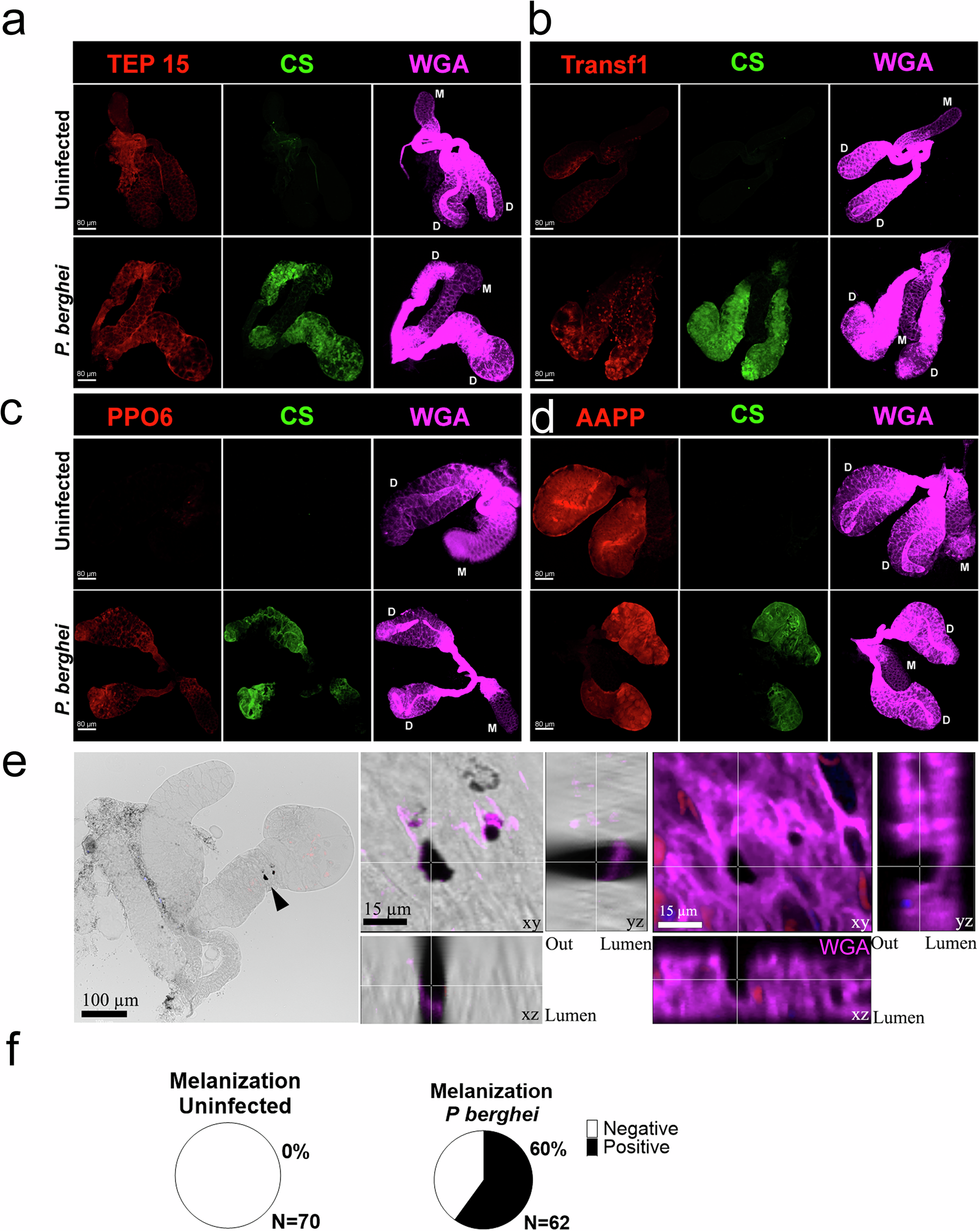 Fig. 3: Detection of differentially expressed salivary gland proteins.