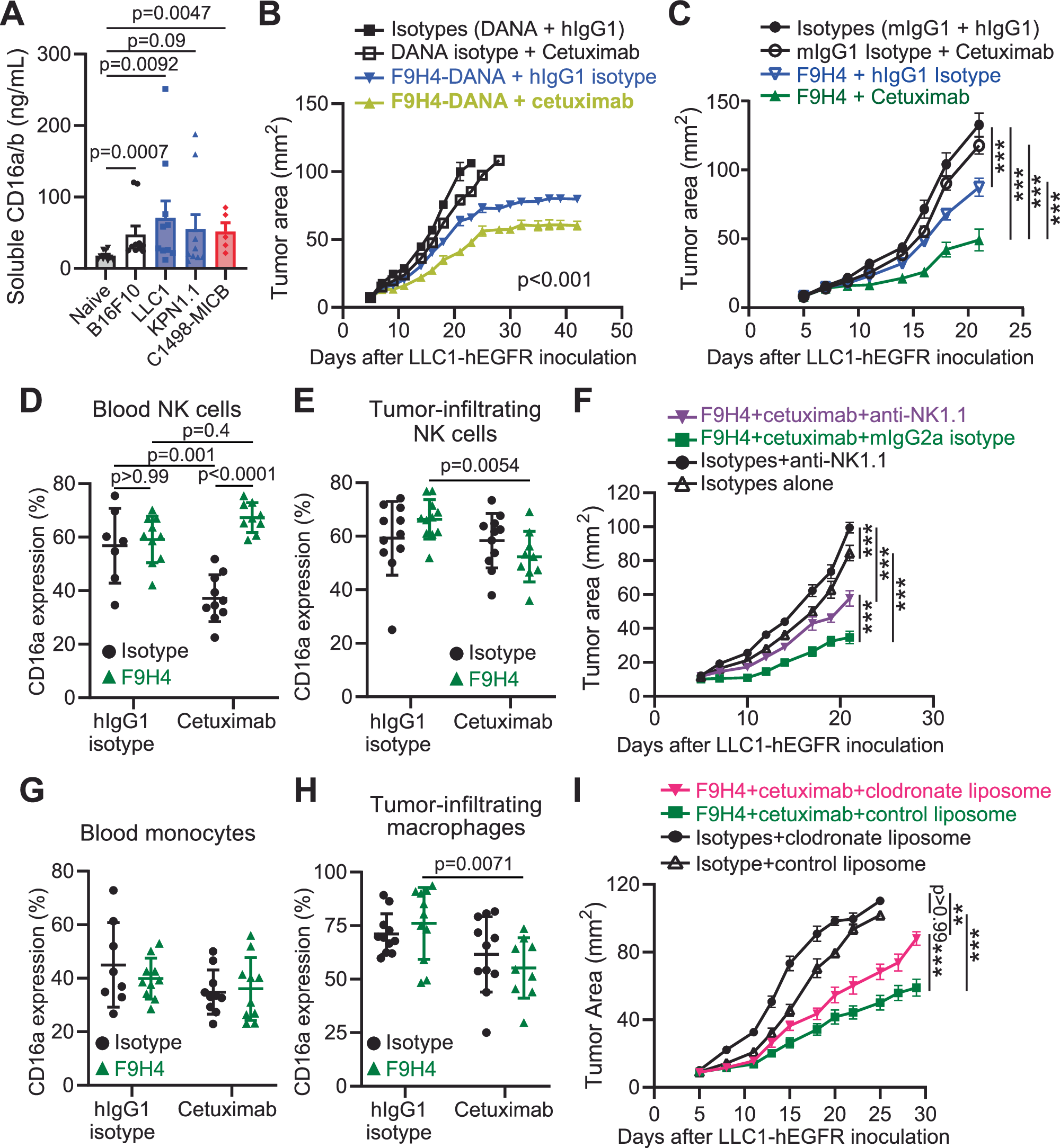 Fig. 4: F9H4 + cetuximab inhibit tumor growth in immunocompetent mice.