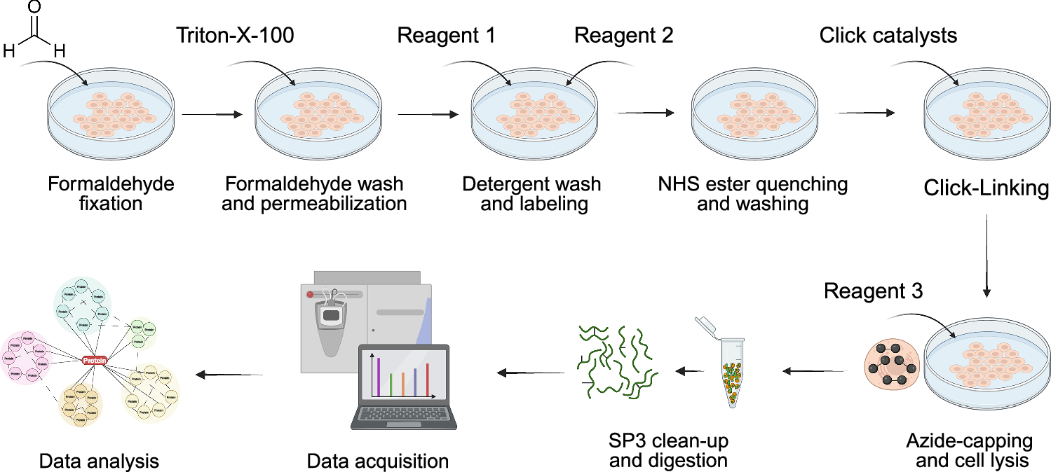 Fig. 3: Schematic of the multistep click-linking workflow.
