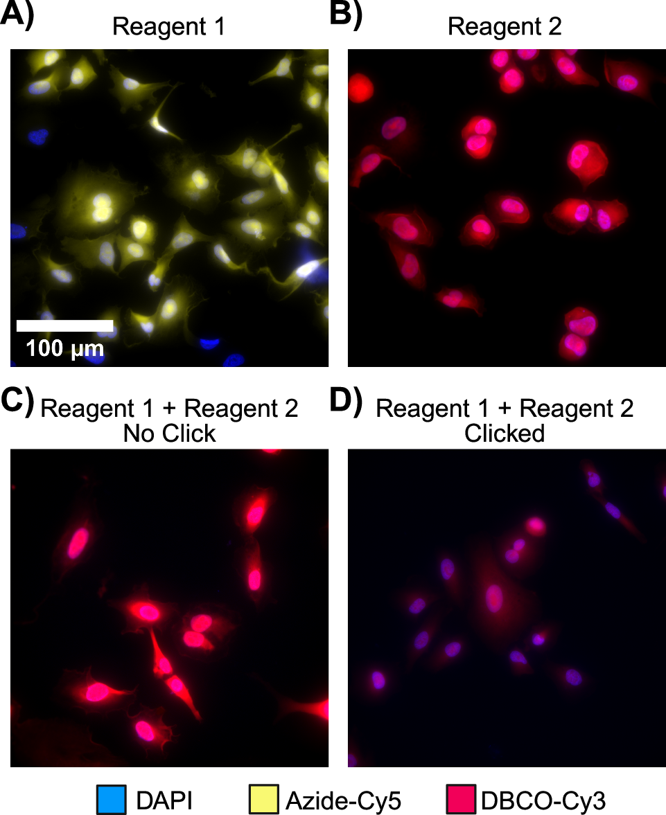 Fig. 5: Distribution of installed precursors and effect of the click reaction on the abundance of fluorescence signal.