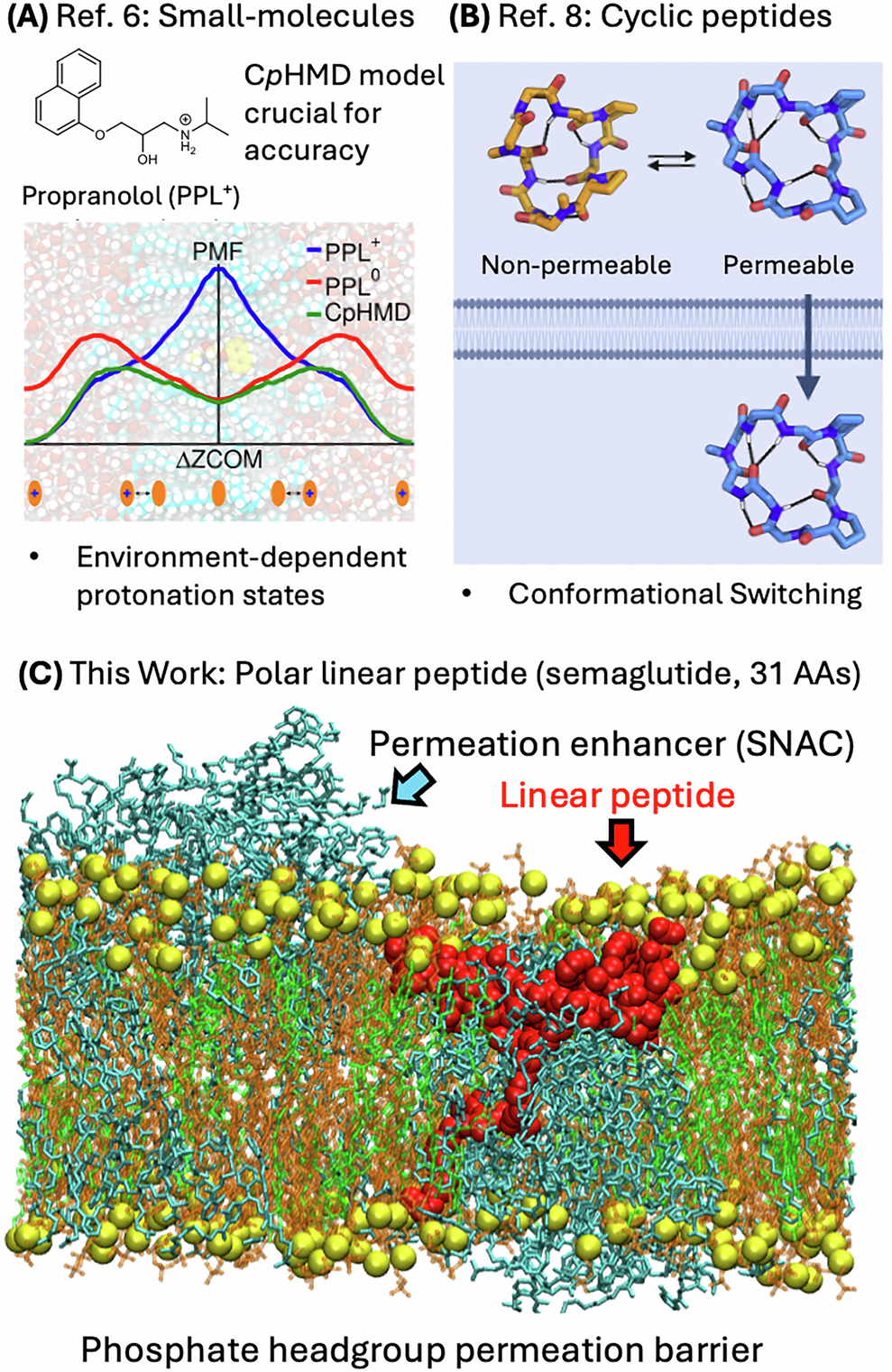 Permeation enhancer-induced membrane defects assist the oral absorption of  peptide drugs | Nature Communications