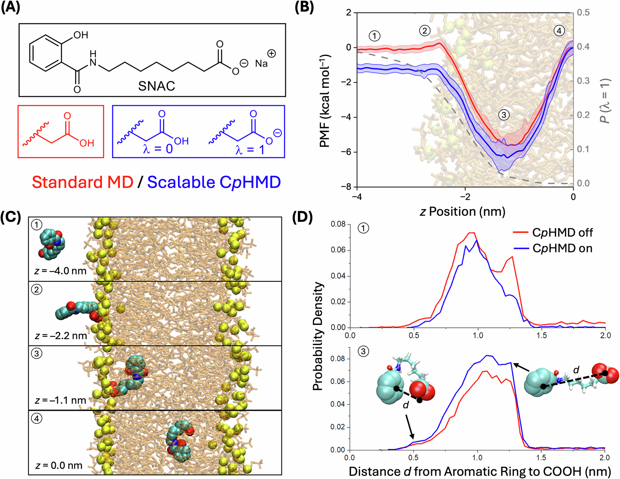 Fig. 2: Impact of dynamic protonation on the membrane insertion of the permeation enhancer SNAC.