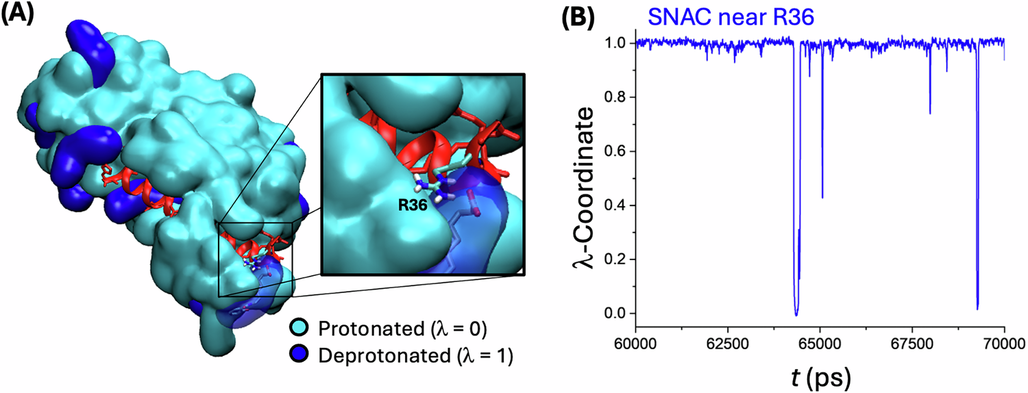 Fig. 3: Impact of dynamic protonation on the membrane insertion of the permeation enhancer SNAC.
