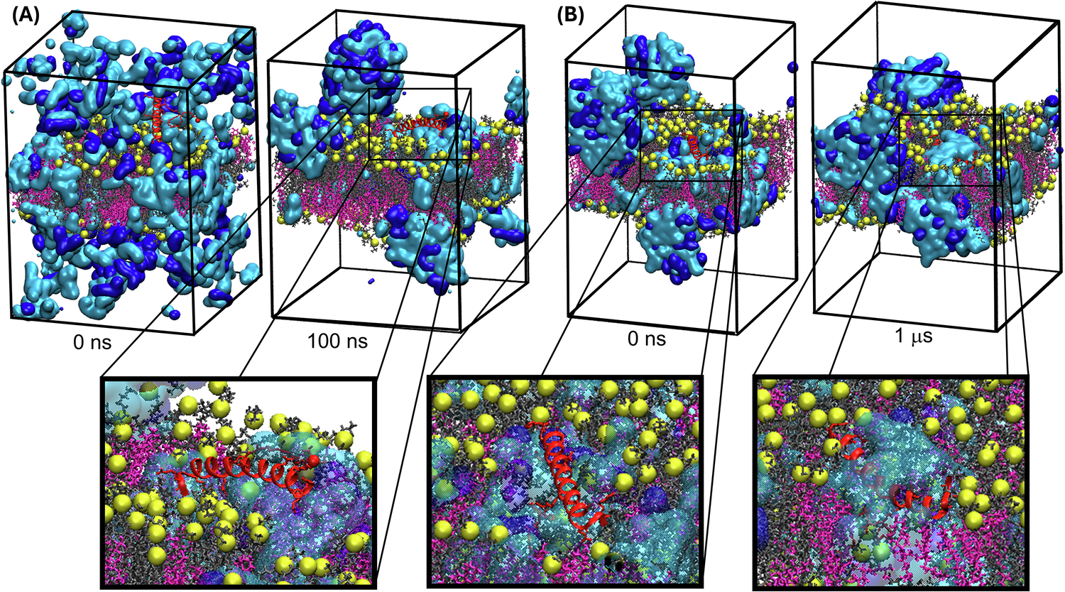 Fig. 6: Unbiased CpHMD Simulations showing semaglutide spontaneously adhering to and incorporating into the membrane in the presence of SNAC.
