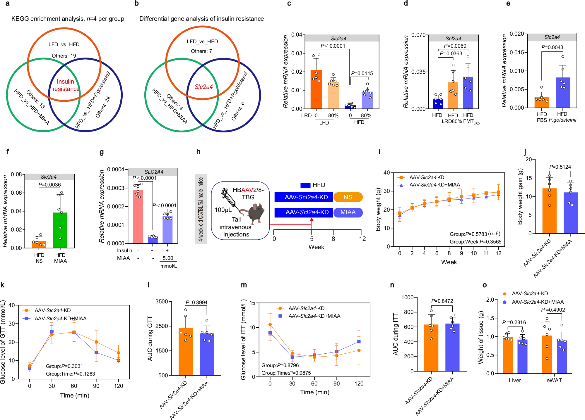 Fig. 5: MIAA exerts anti-obesity effects by upregulating Slc2a4.