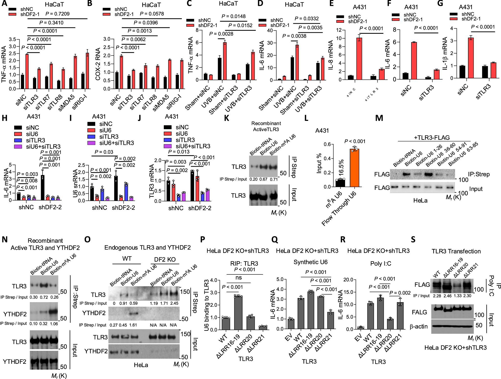 Fig. 4: YTHDF2 interacts with m6A U6 and thus inhibits m6A U6 binding to TLR3.