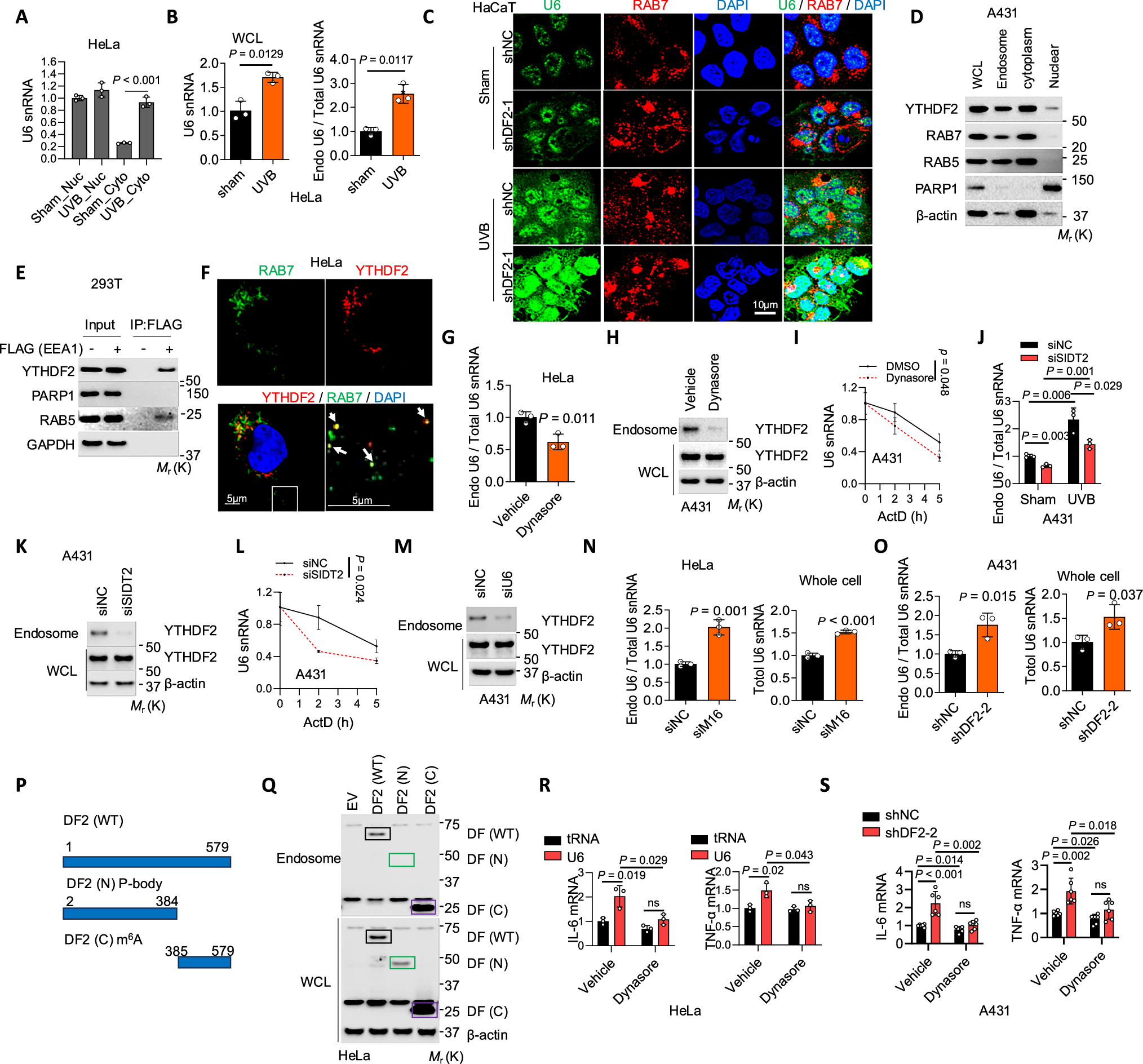 Fig. 5: Both U6 and YTHDF2 are localized in endosomes.
