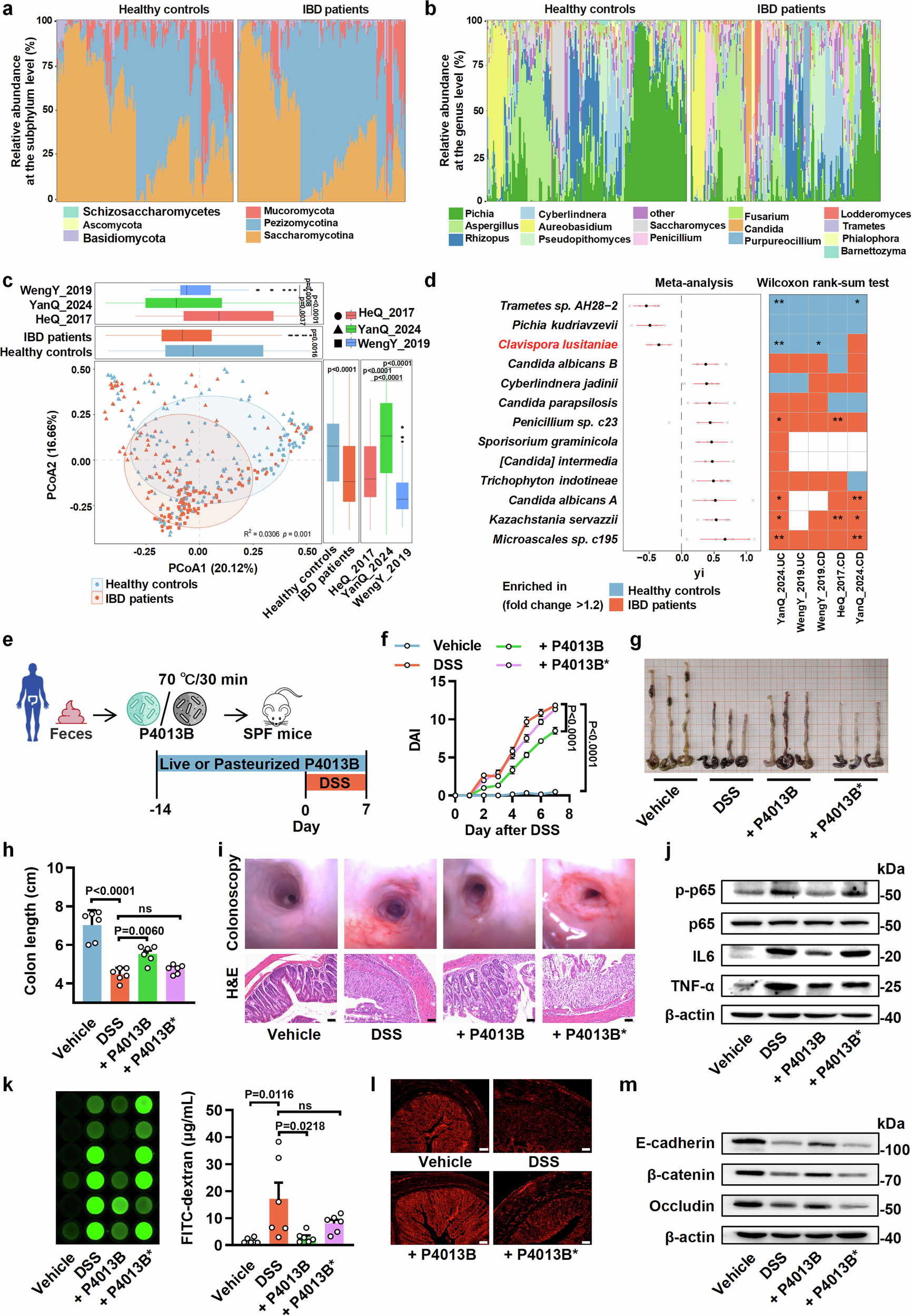 Fig. 1: Clavispora lusitaniae is depleted in IBD cohorts and attenuates DSS-induced colitis in mice.
