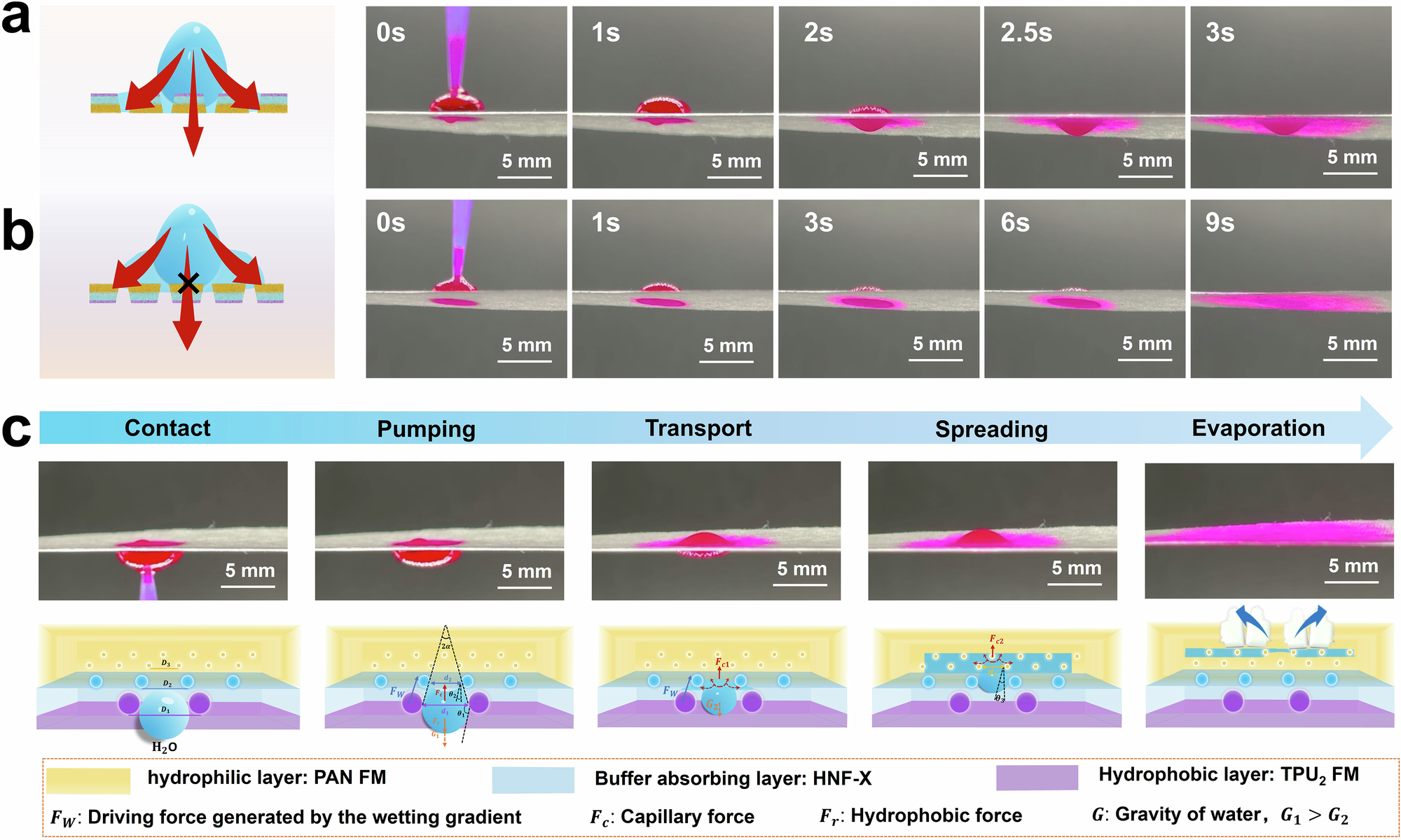 Fig. 4: DLT mechanism of PHT-X Janus fiber membranes.