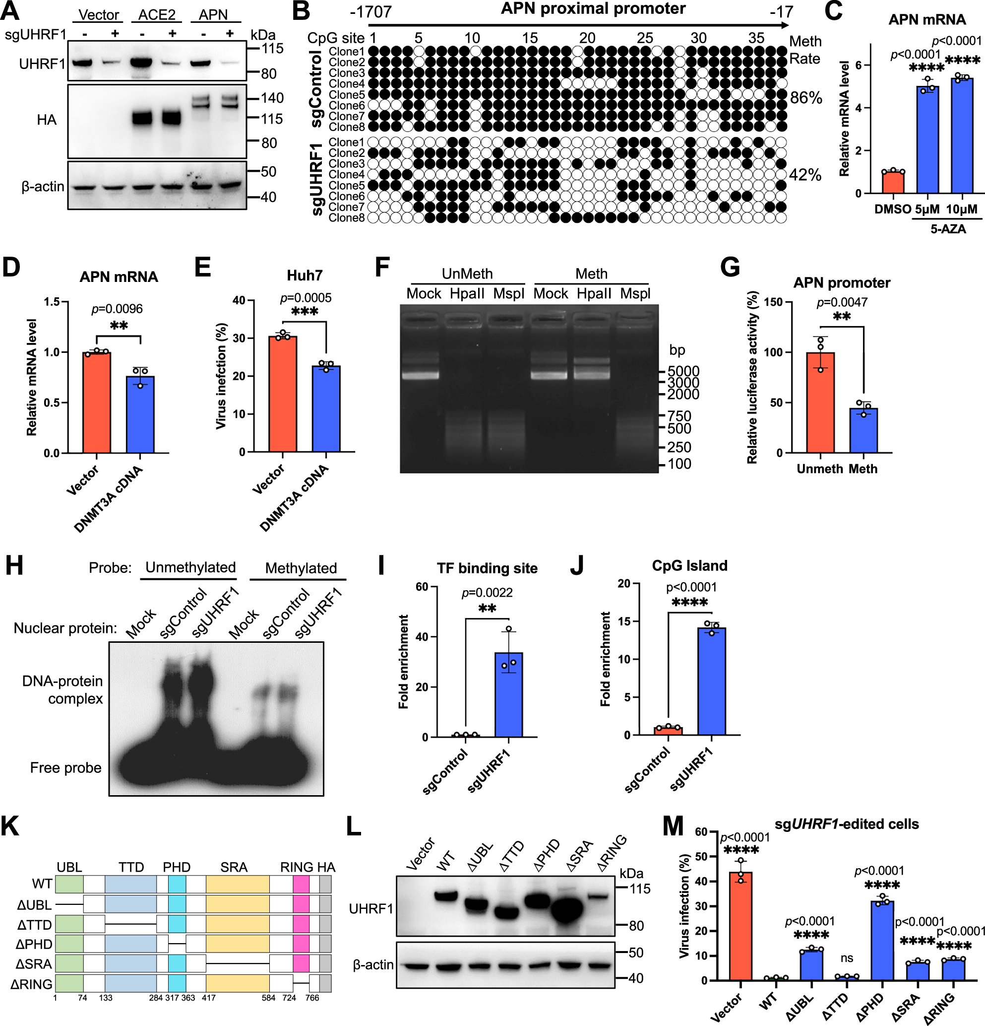 Fig. 4: UHRF1 inhibits HCoV-229E infection by maintaining APN promoter methylation.