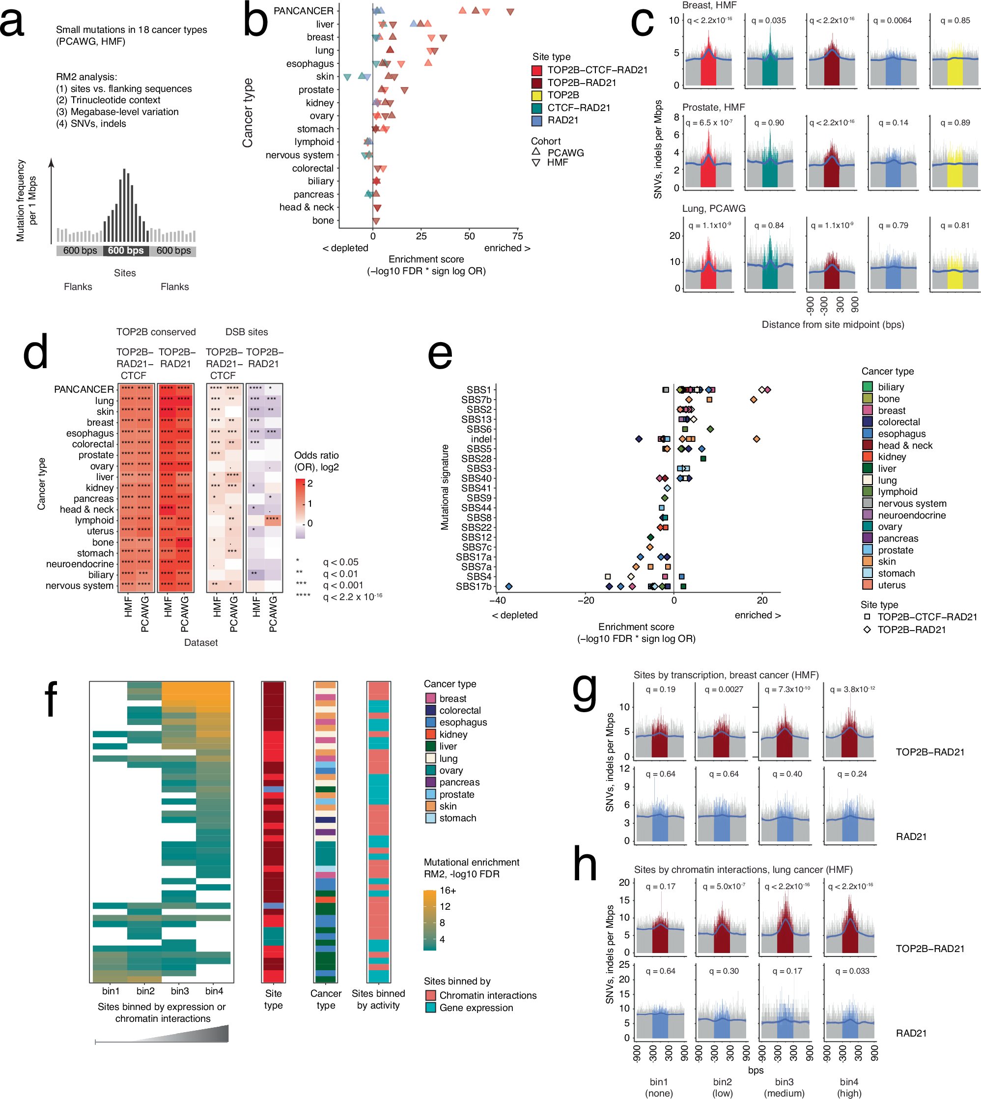 Fig. 2: Mutational processes of small mutations at TOP2B binding sites in cancer genomes.