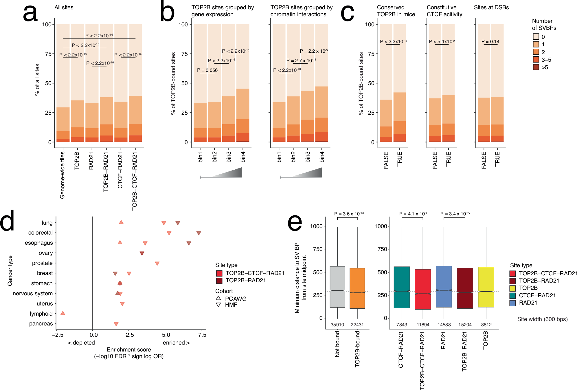 Fig. 3: Structural variant (SV) breakpoints (SVBPs) are enriched at TOP2B binding sites in cancer genomes.