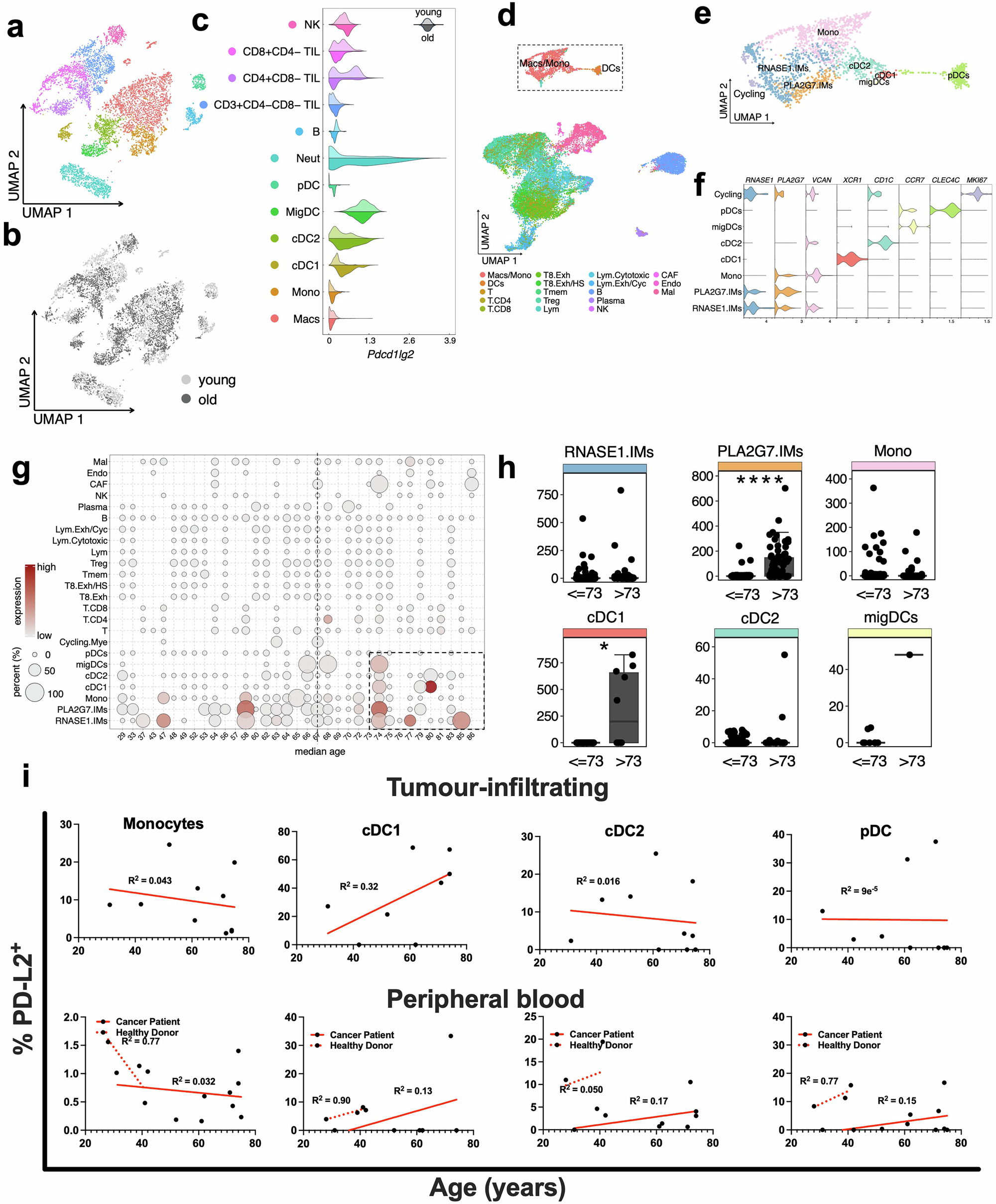 Fig. 8: PD-L2 expression correlates with host age in murine and human melanoma, including in distinct intratumoural myeloid cell subsets.
