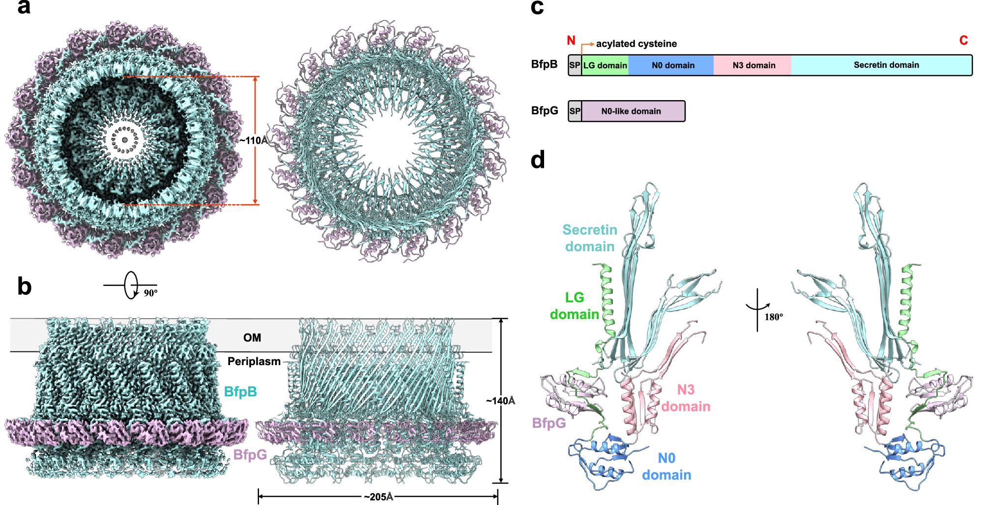 Structural insights into the secretin complex of a type IVb pilus system |  Nature Communications