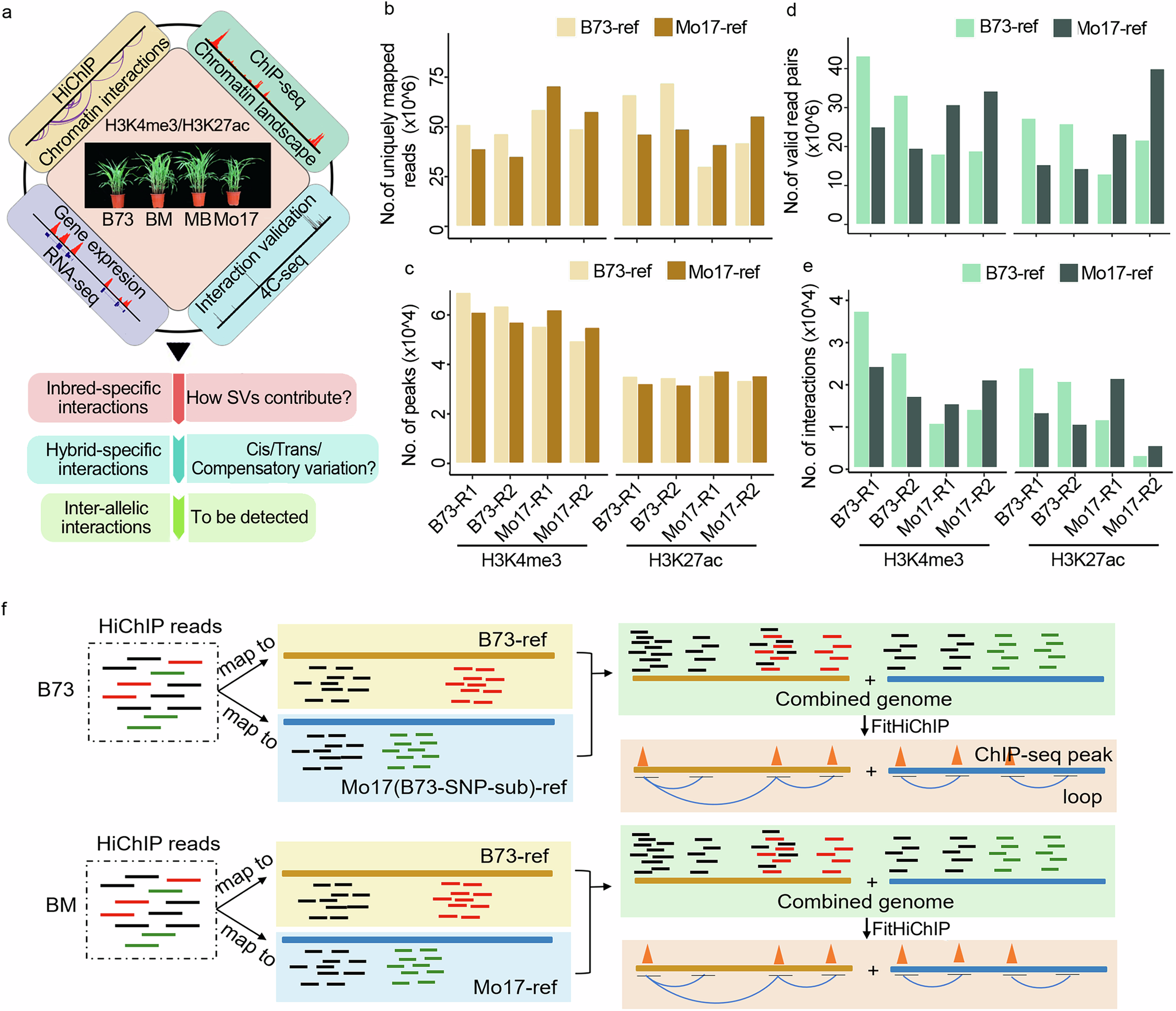 Fig. 1: Analysis of chromatin interactions in F1 hybrids and their parental lines.