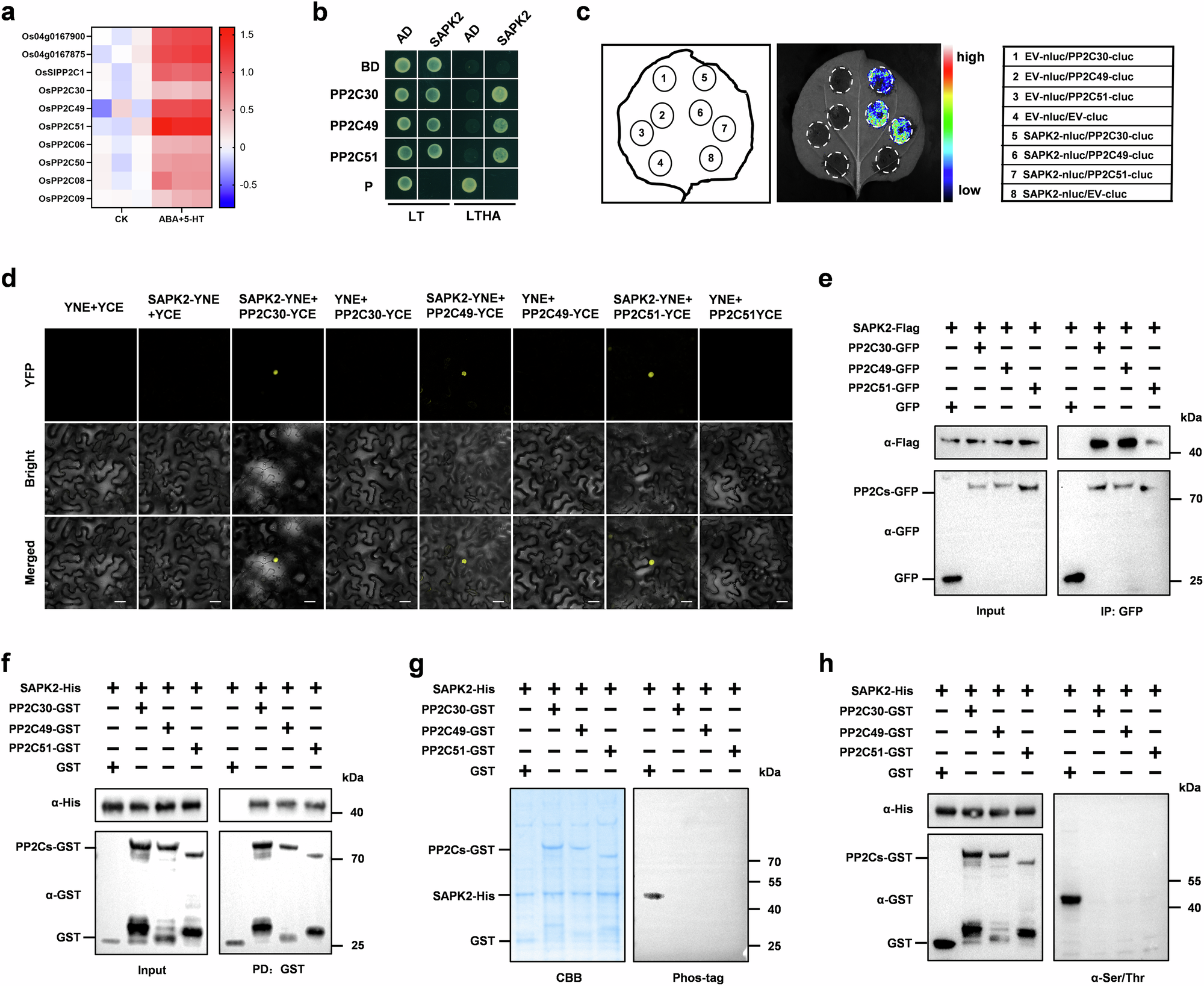Fig. 4: PP2Cs mediate the dephosphorylation of SAPK2.