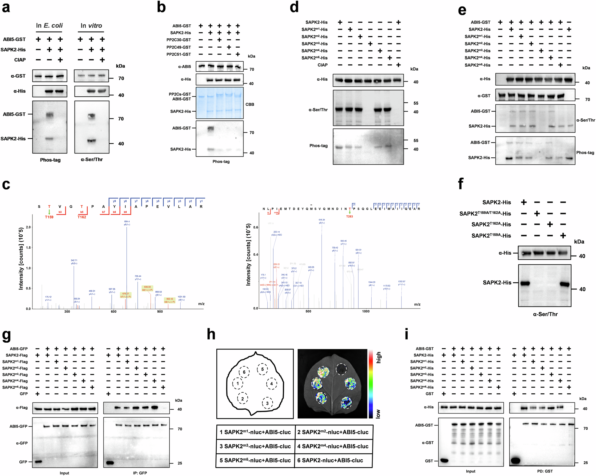 Fig. 5: SAPK2 T162/T283 determines ABI5 phosphorylation.