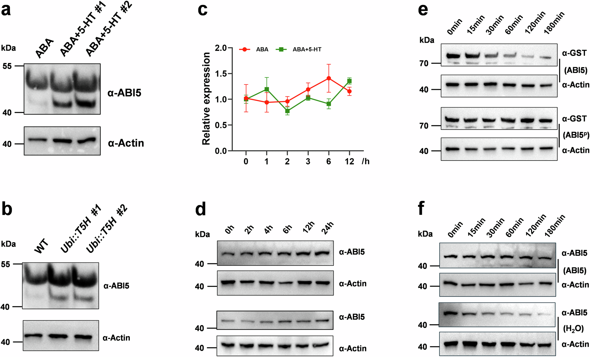 Fig. 6: Effects of 5-HT on ABA-induced phosphorylation and stability of ABI5.