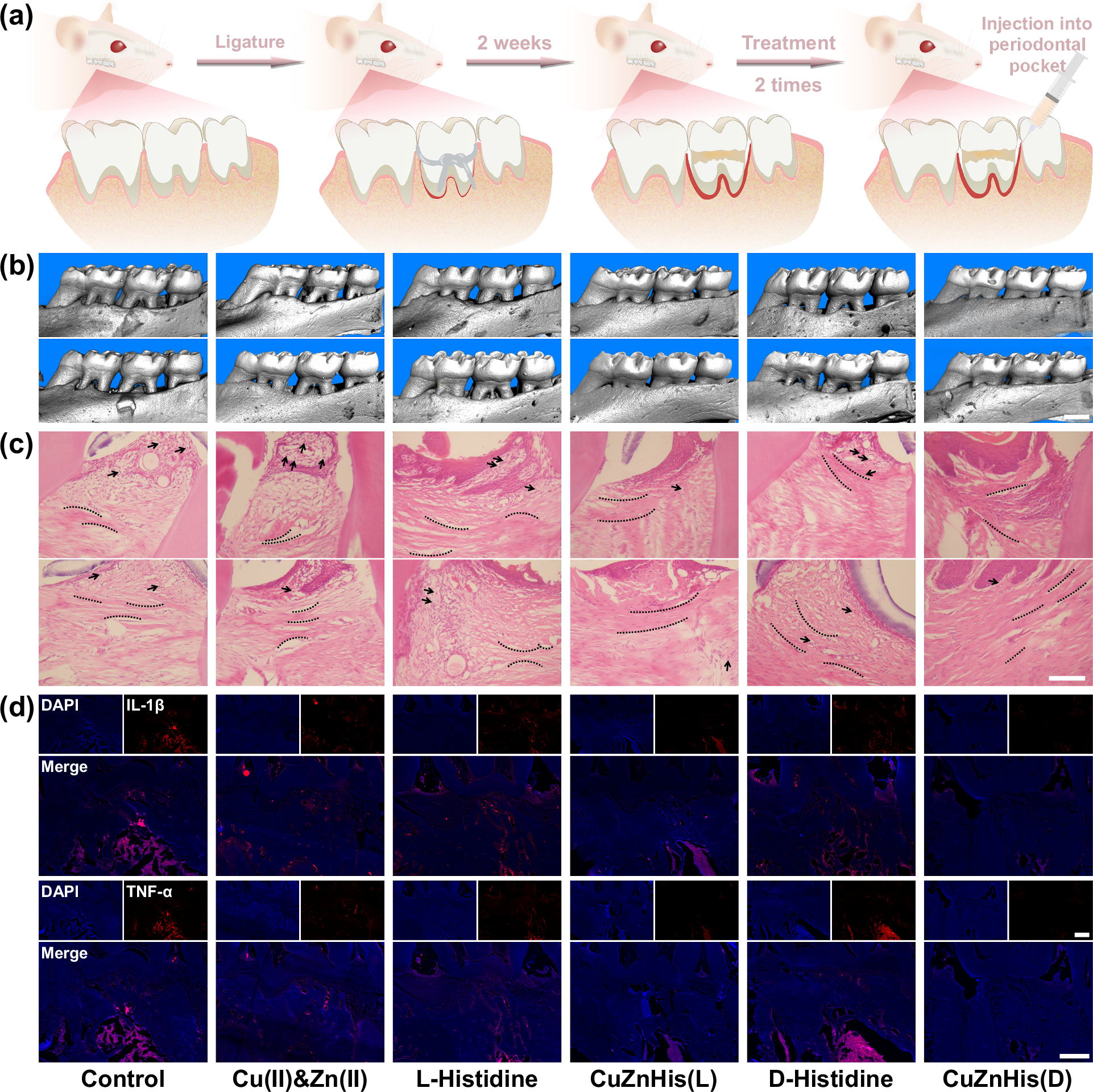 Fig. 7: Therapeutic effect of CuZnHis assemblies on oxidative stress-related diseases.