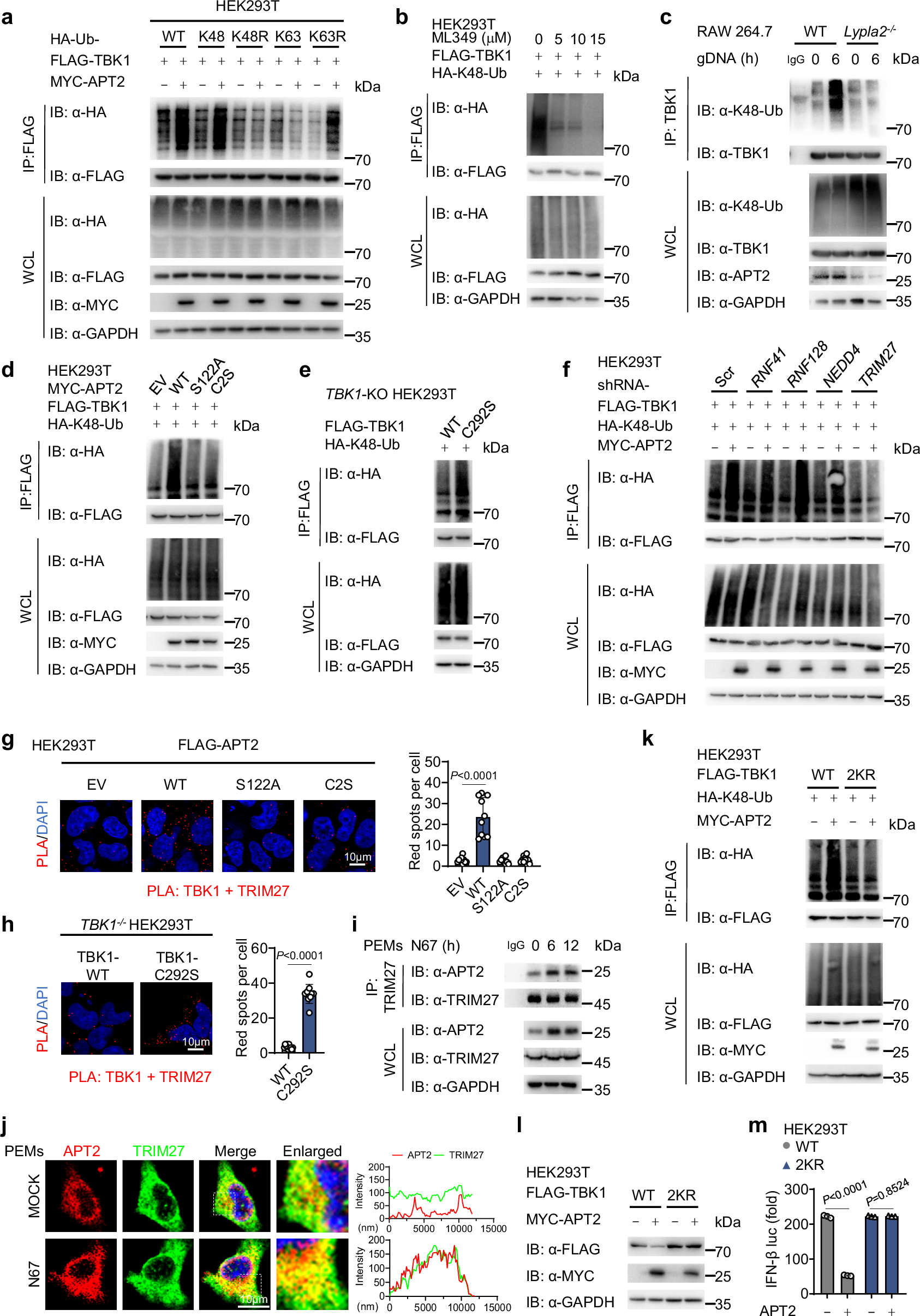 Fig. 6: APT2 modulates K48-linked polyubiquitination of TBK1 through TRIM27.