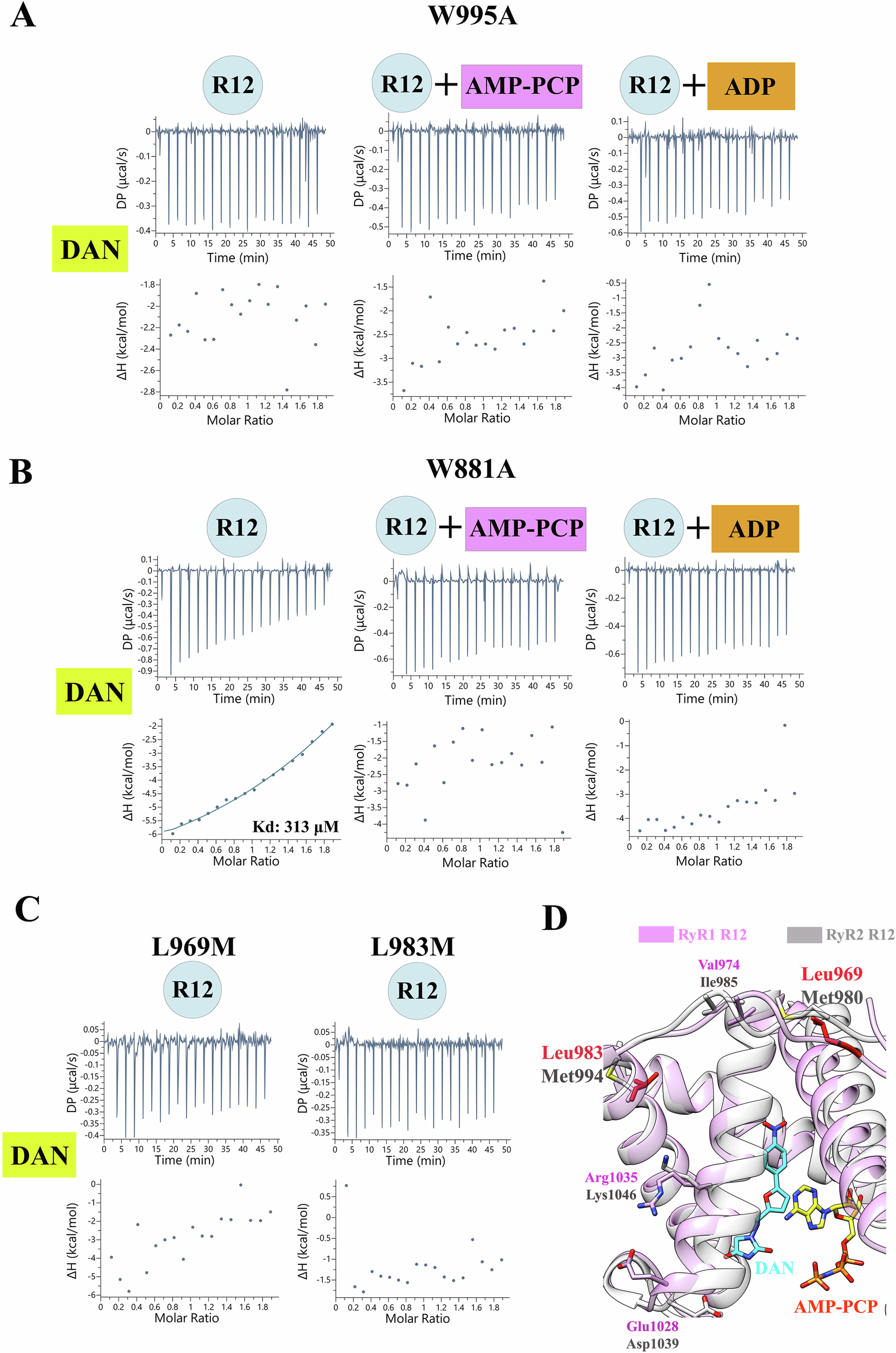 Fig. 3: Validation of key residues for ligand binding and isoform specificity.