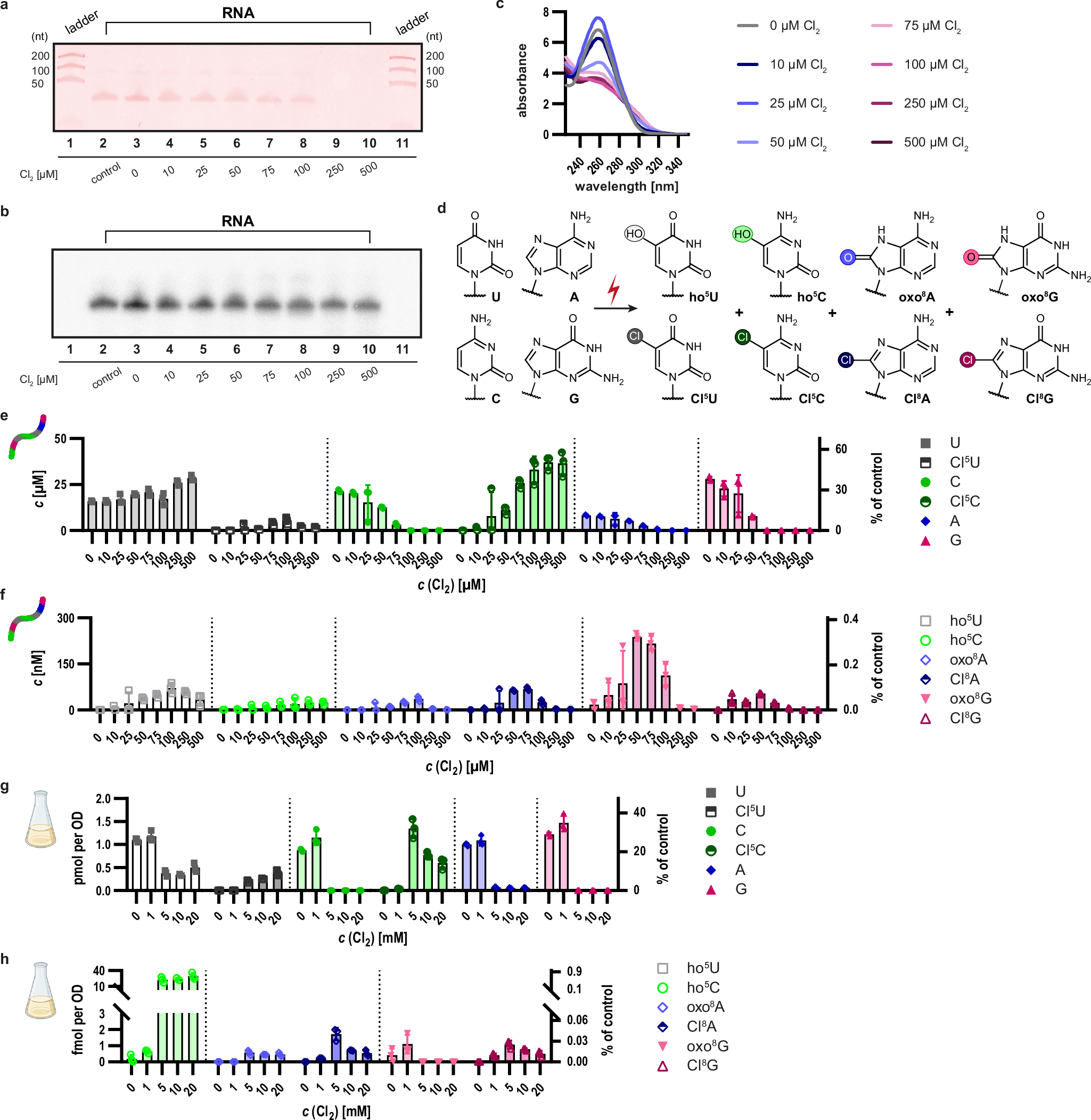 Fig. 2: HOCl induces concentration-dependent RNA damage and formation of distinct nucleoside oxidation products in vitro and in vivo.