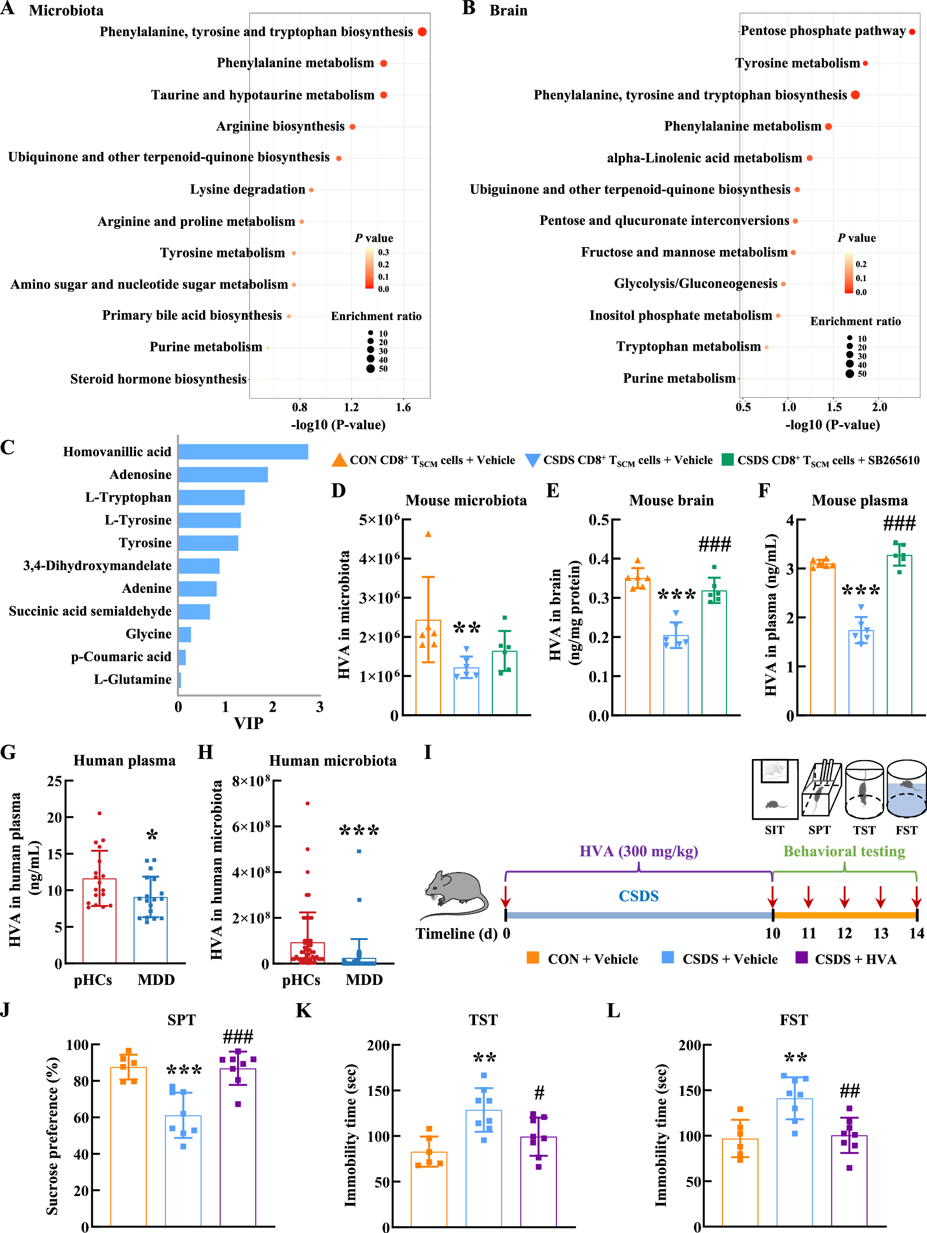 Fig. 5: Blockage of CXCR2 alleviated pathological CD8+ TSCM cell-induced HVA level reduction in brain.
